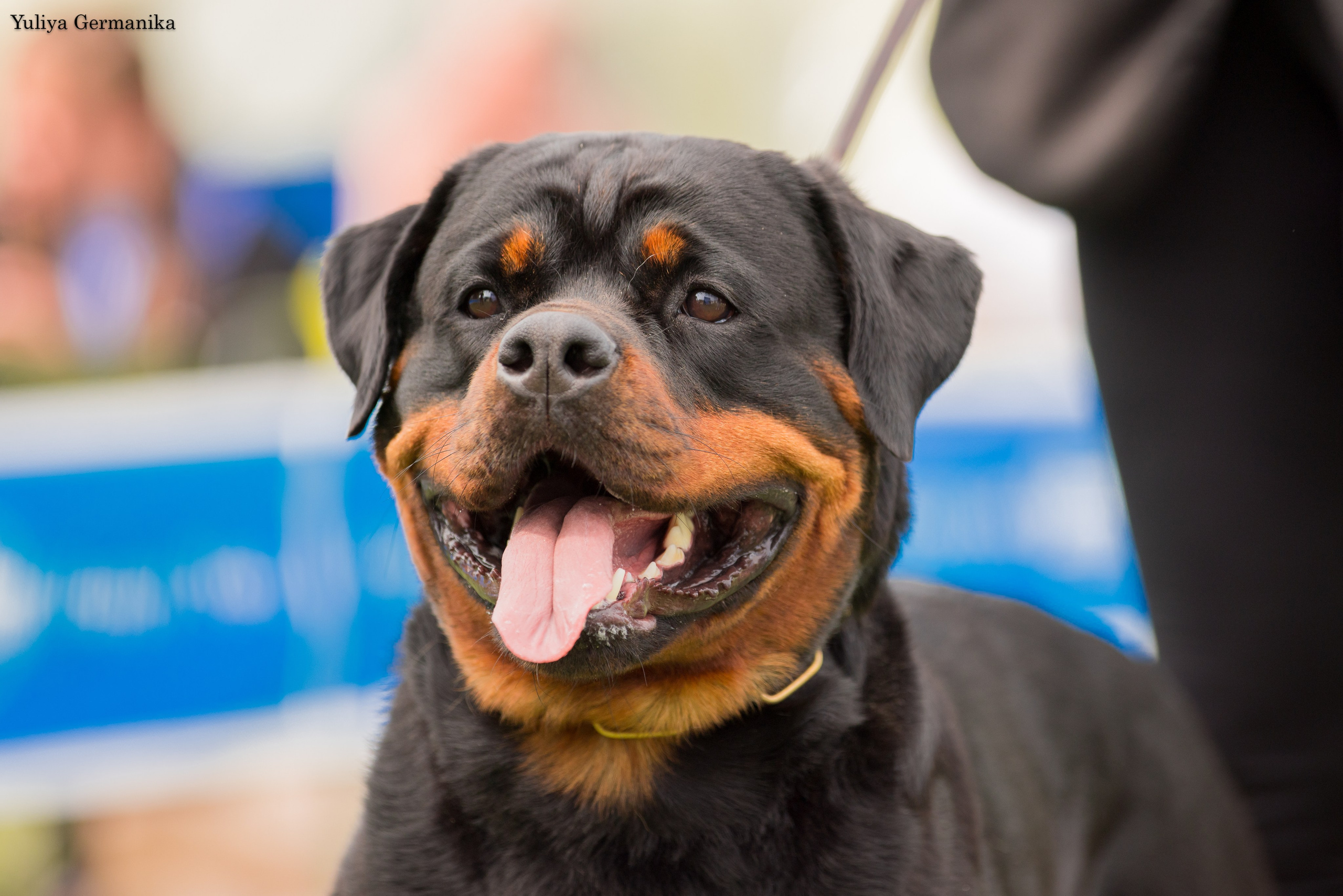 Анапа 16-17.09.2023 моно ротвейлеров. Фотограф-анималист Юлия Германика