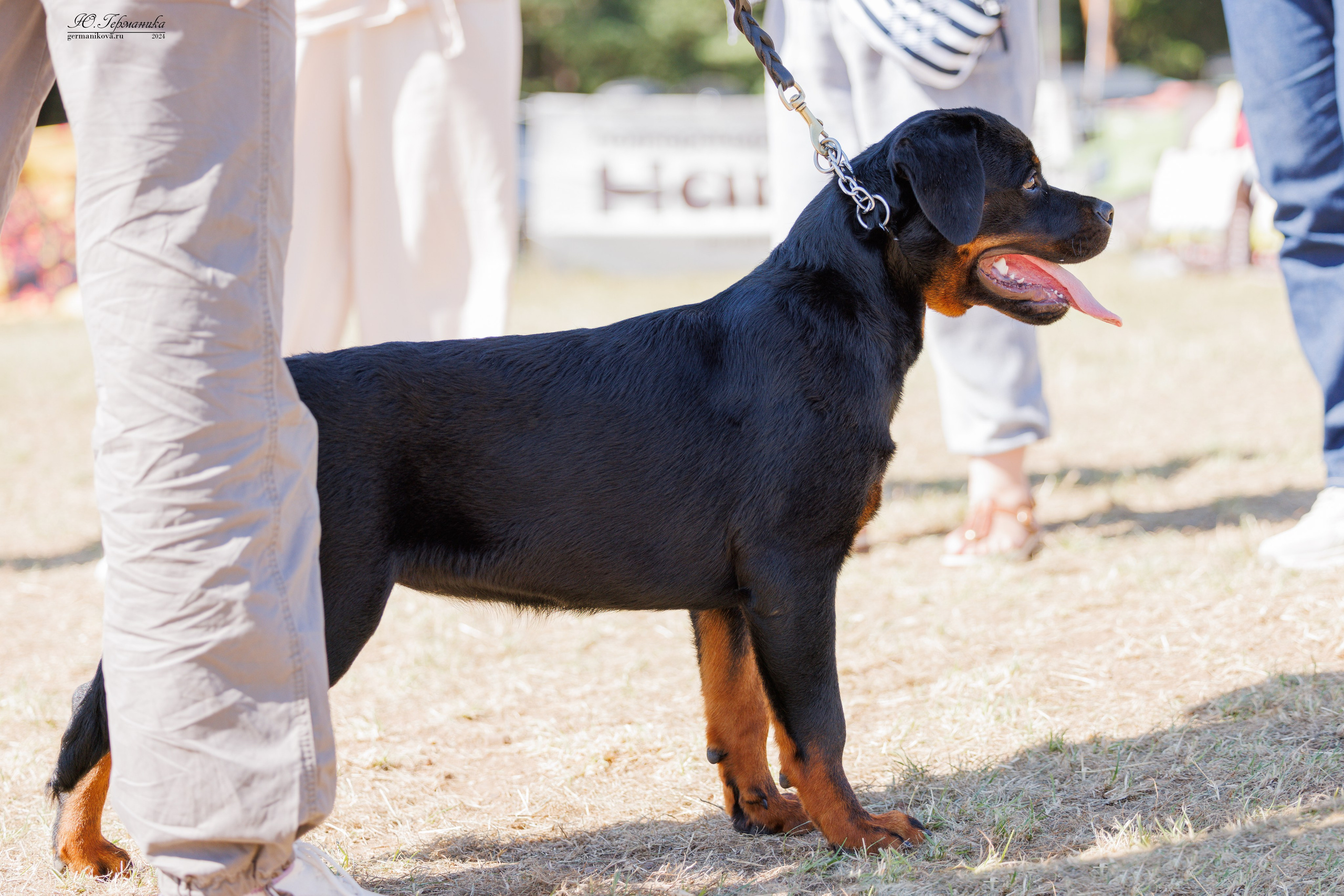 ПК и КЧК ротвейлеры Тверь 6-7.07.2024. Фотограф-анималист Юлия Германика