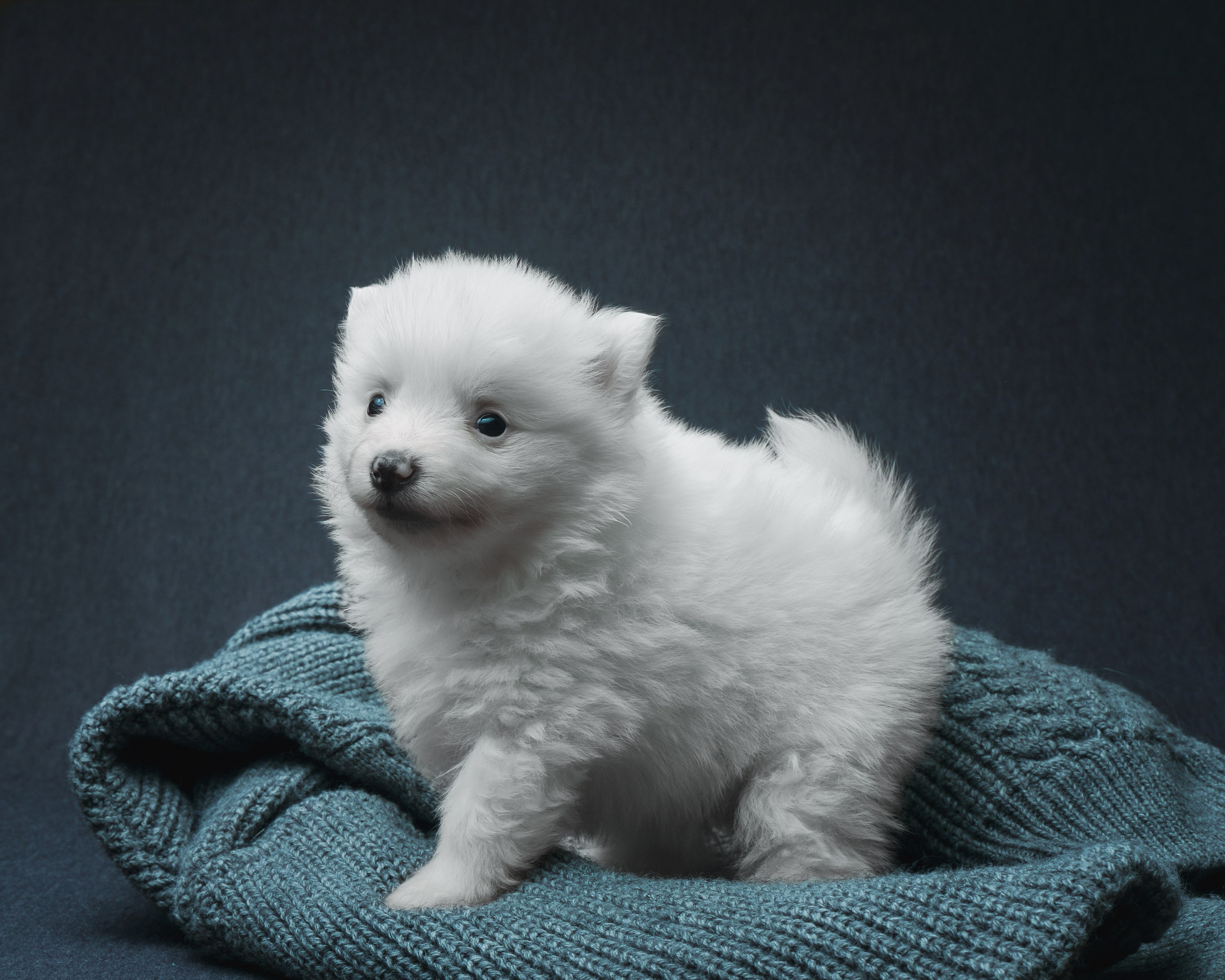 Съемка животных, собак, щенков, фото помета, портрет питомцев. Портретный и семейный фотограф в Перми Лена Лоза. Портрет для бизнеса