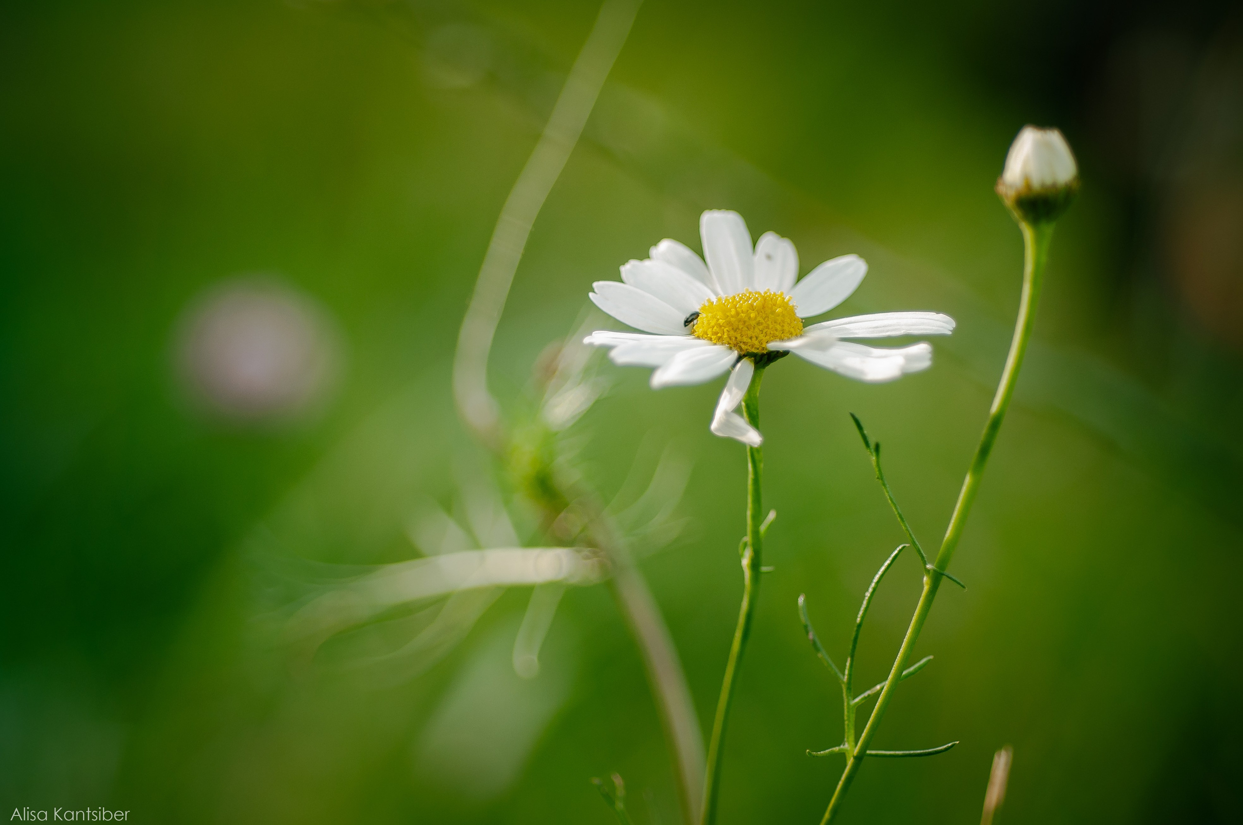 Иван. Фотограф Алиса Канцибер. Москва. Портрет, семейное фото, свадьбы