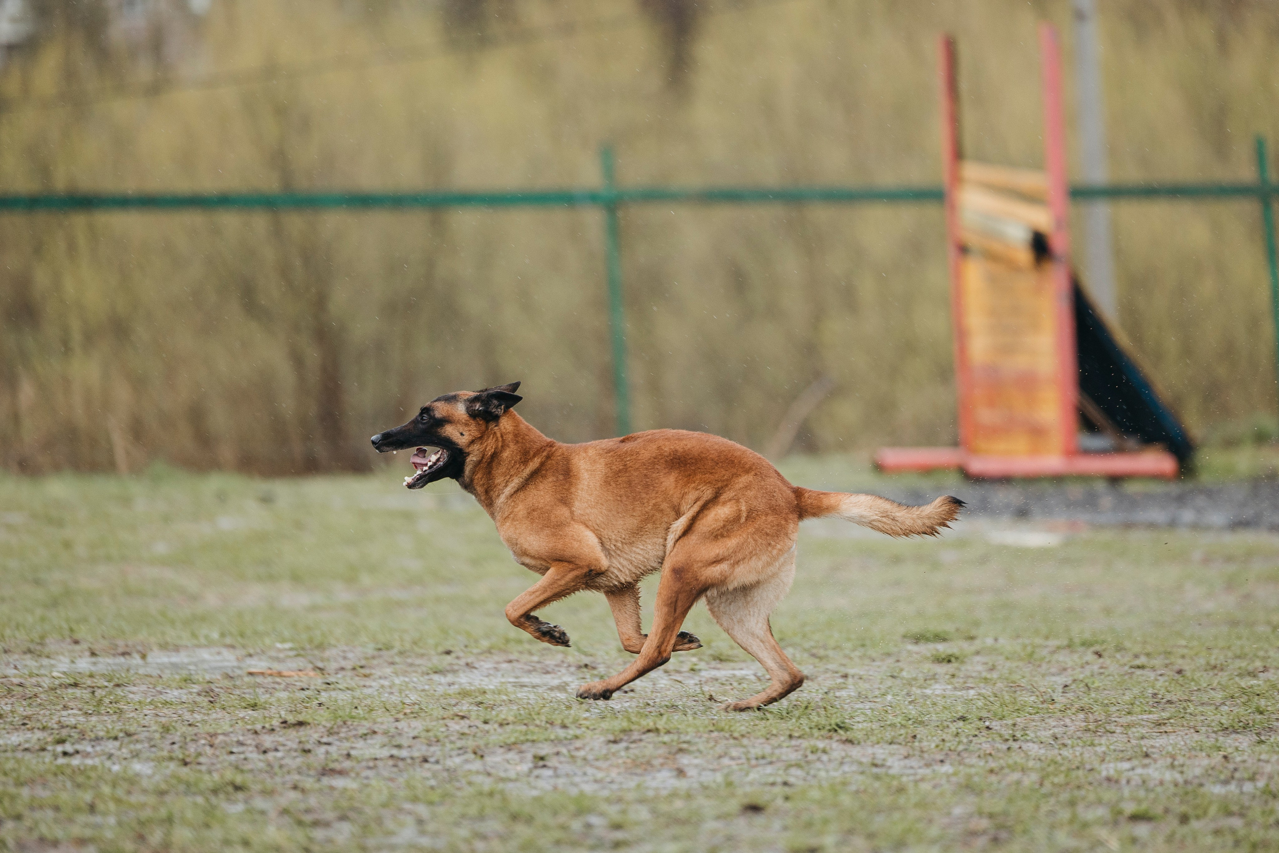 09.05.25 Вологда соревнования. Фотограф-анималист Анна Маринич