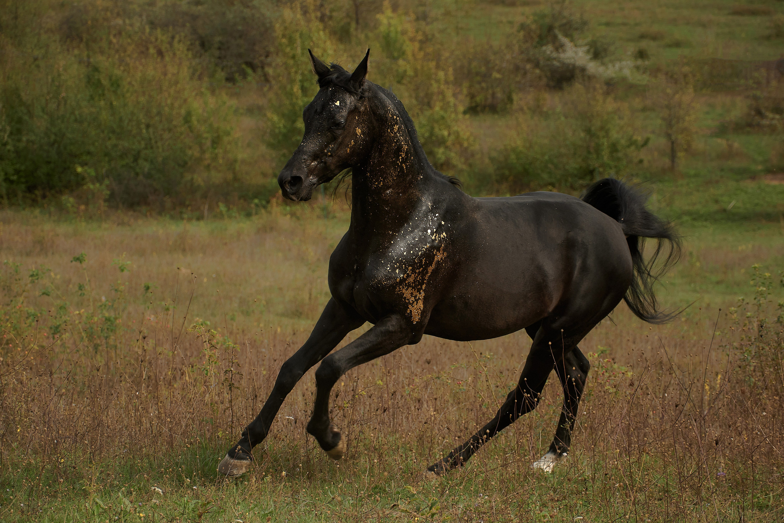 Харакс. Фотограф в Севастополе