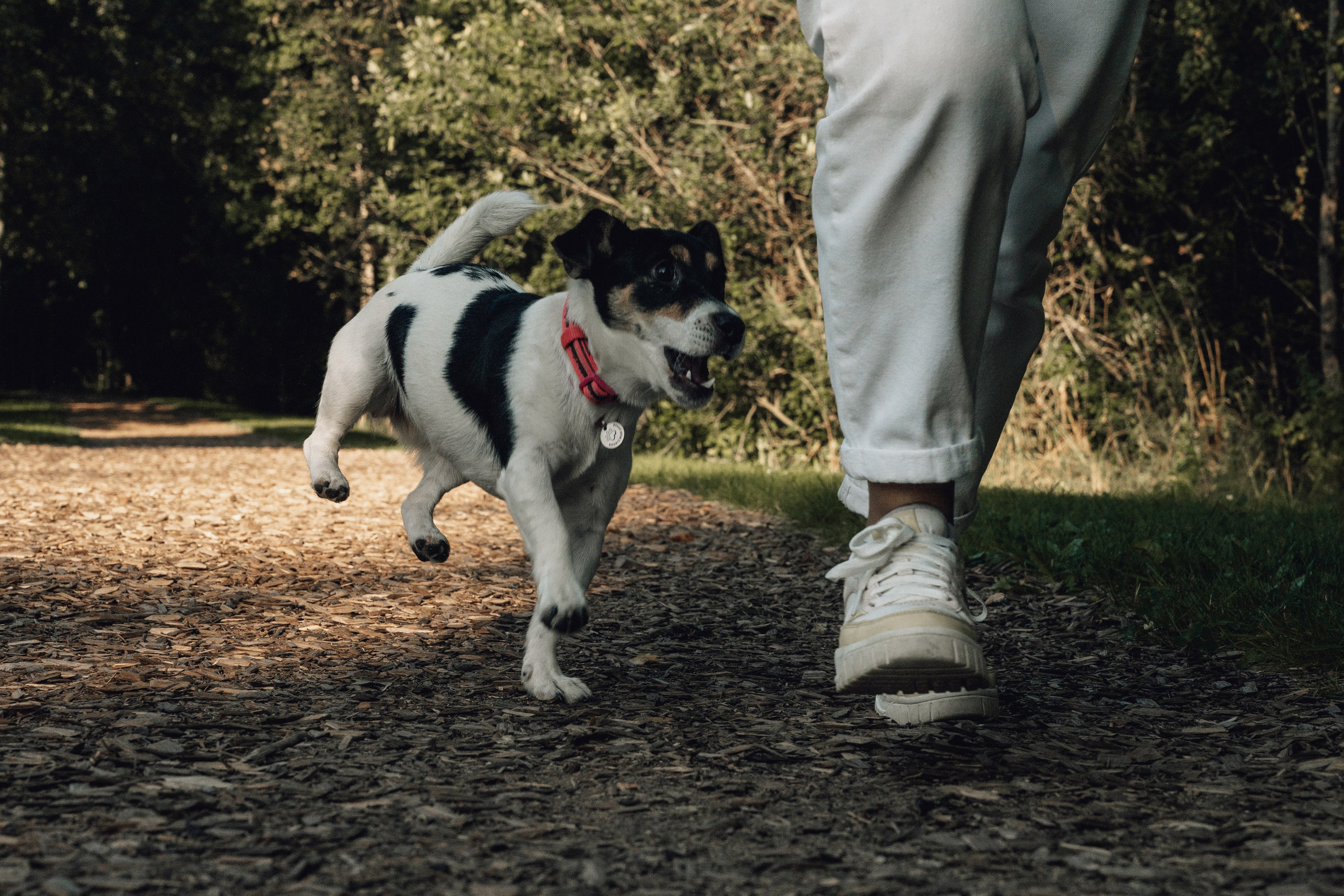 Аня и Луна. Фотограф и видеограф в Тюмени Екатерина Чернецкая