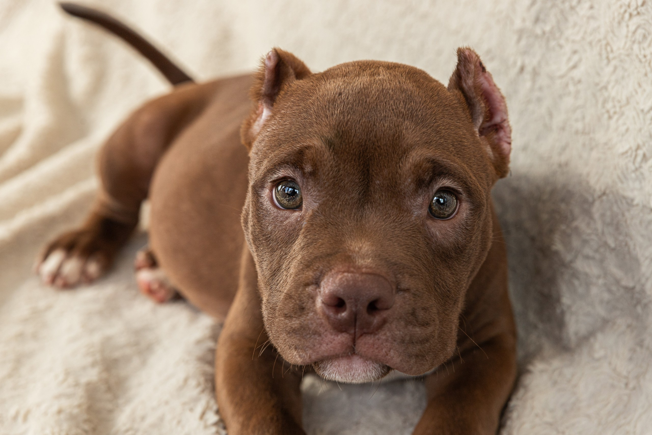 Съёмка щенка на пледе