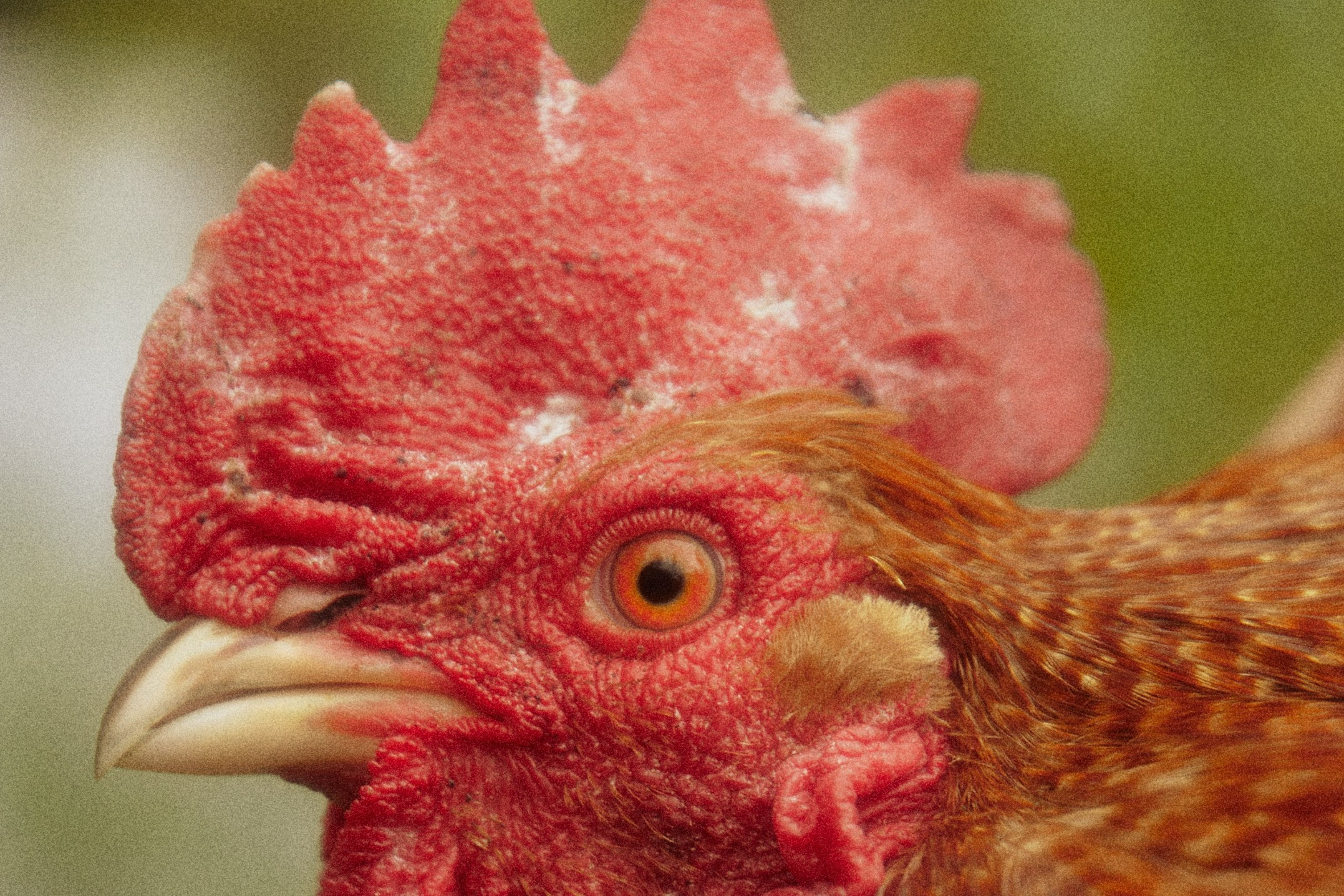ITALIAN FAMILY. Дмитрий Мазуркевич: Профессиональный Репортажный Фотограф