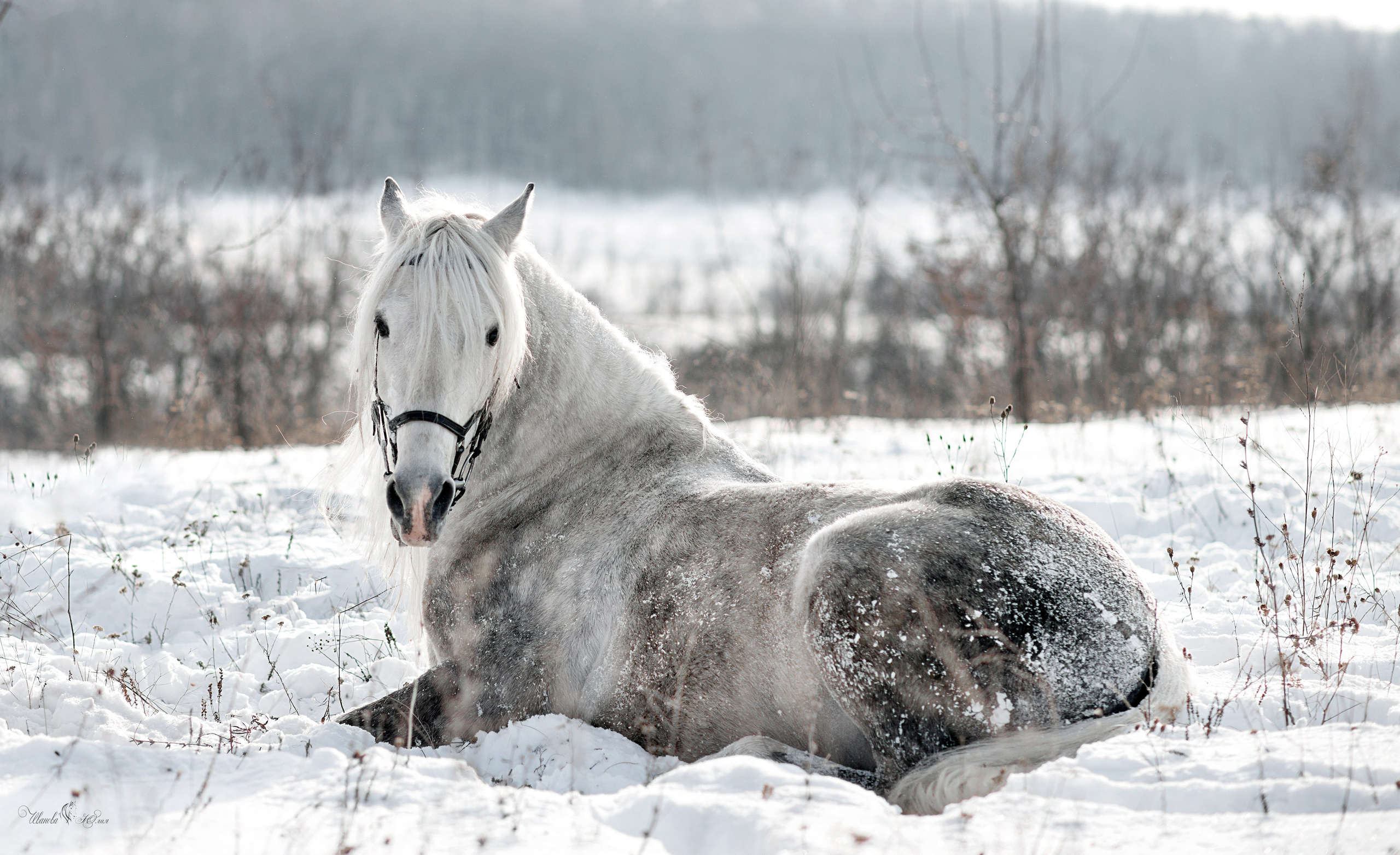 Лошади. Конный фотограф в Саратове Юлия Иванова