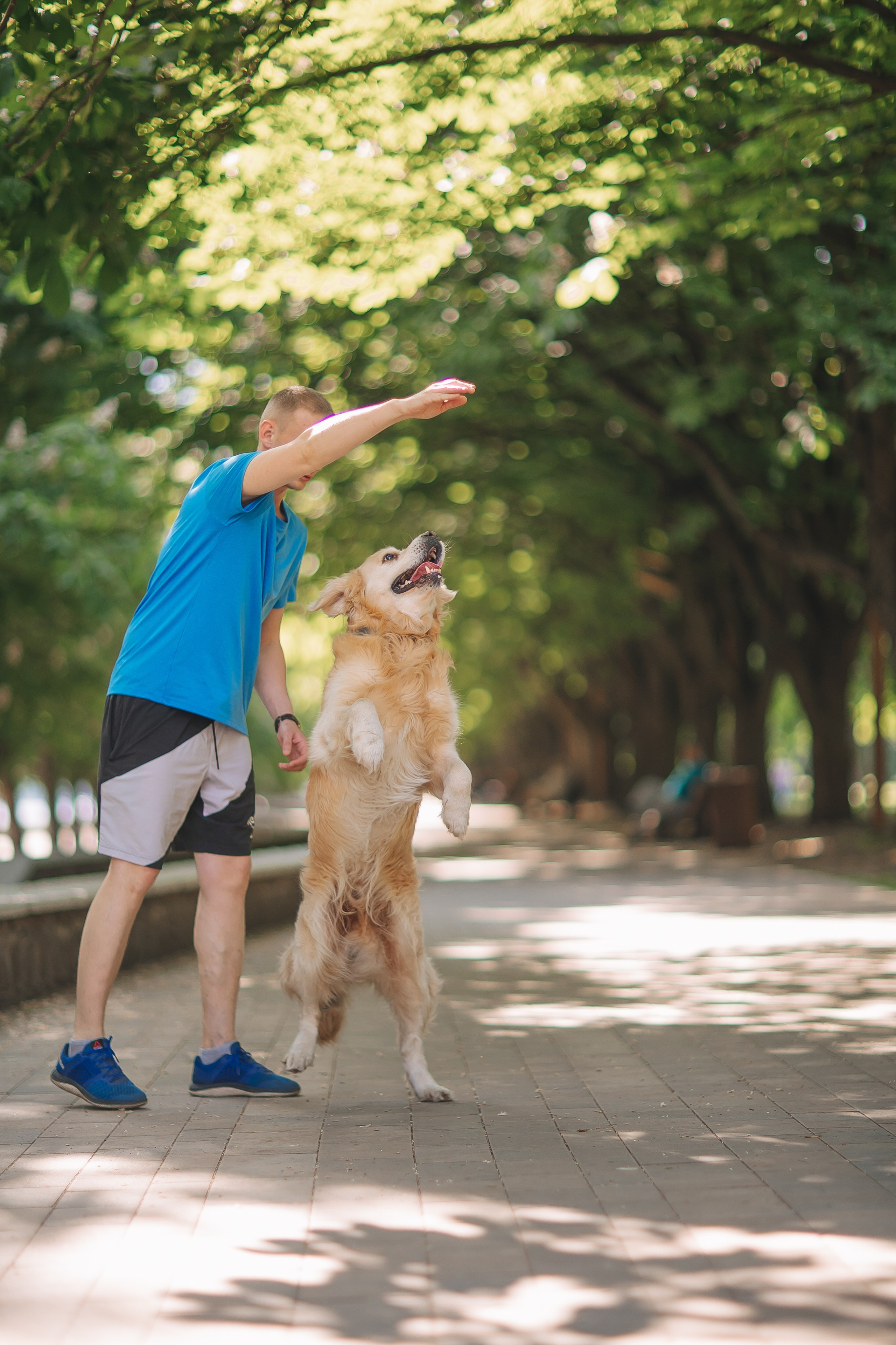 Золотистый ретривер Кант, Калининград. Свадебный и женский фотограф