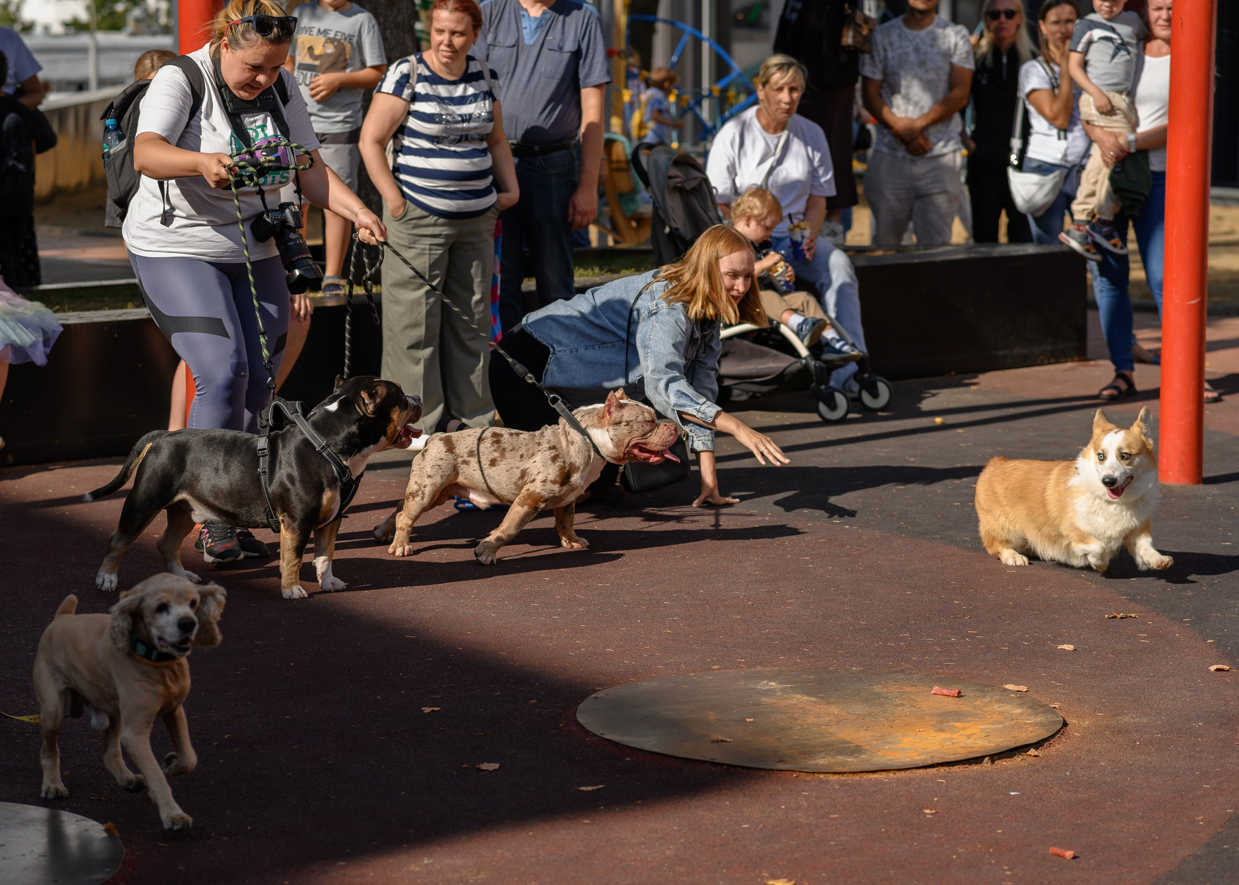СобачийФест_РынокНаГоре_10082024. Фотограф Александр Данилов