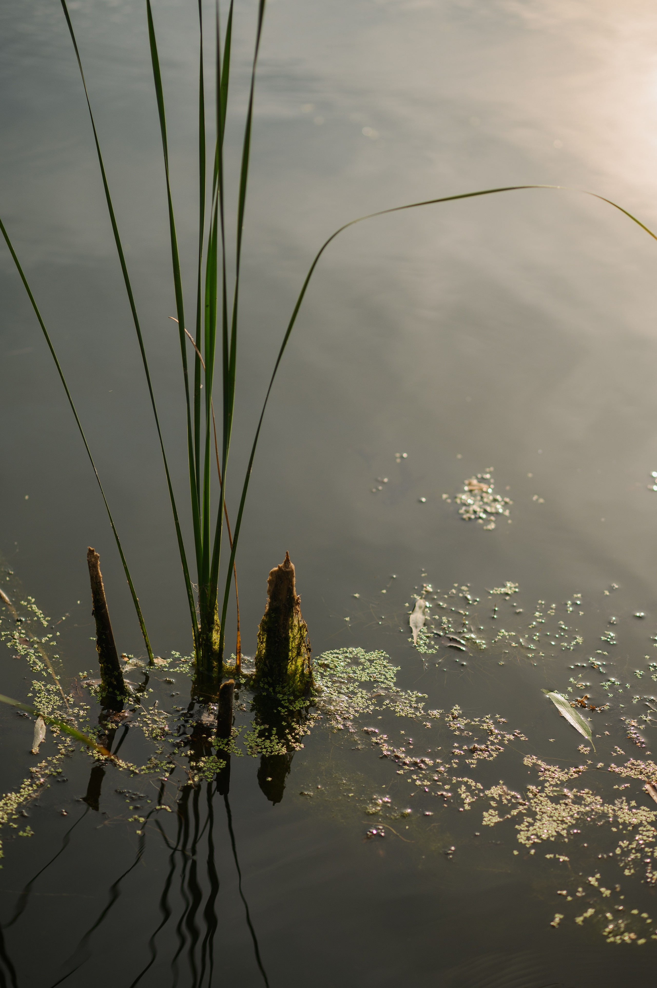 Роман и Настя. Свадебный и семейный Фотограф в Пензе Татьяна Лапоногова