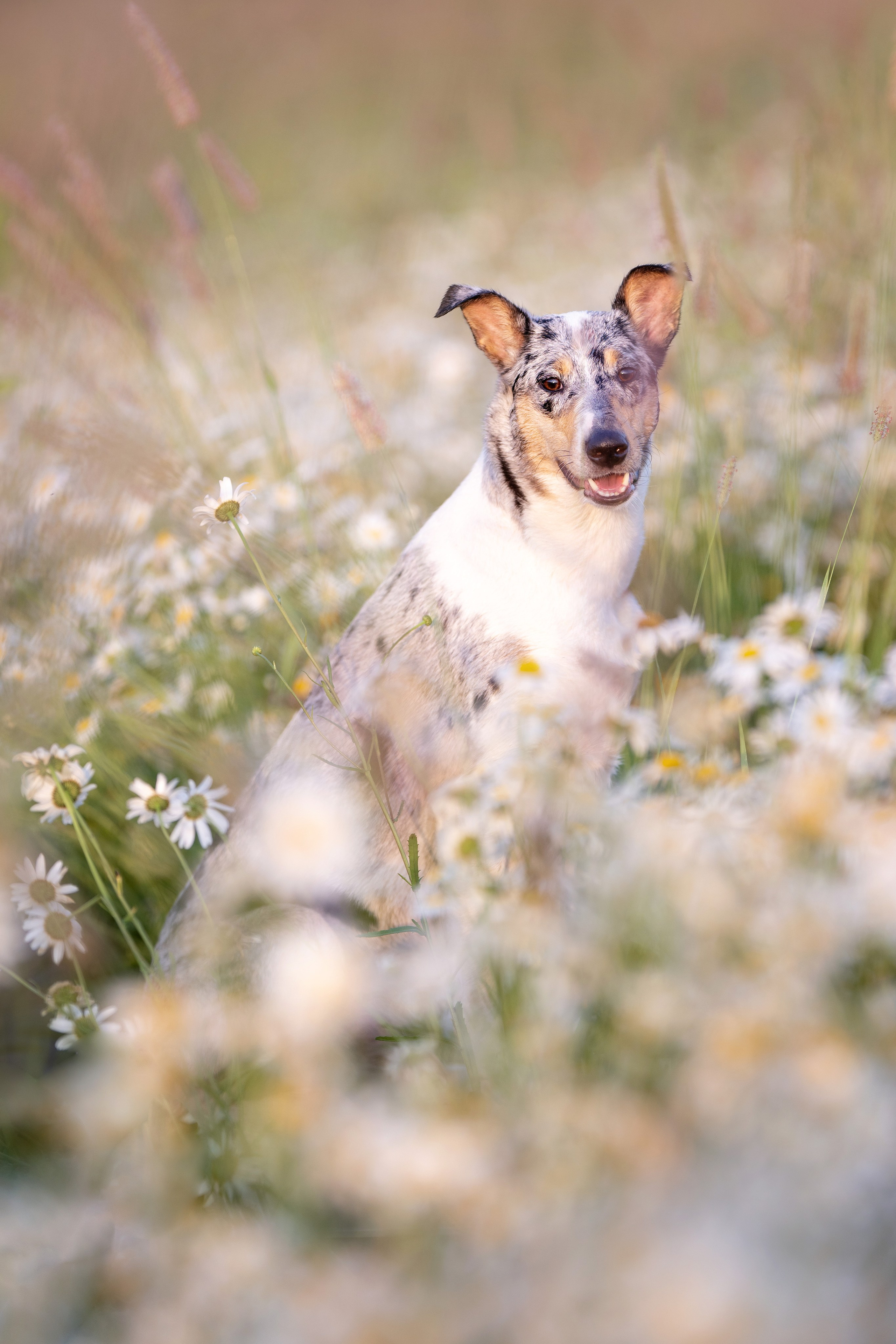 Ромашки на рассвете 4 июля 2025. -