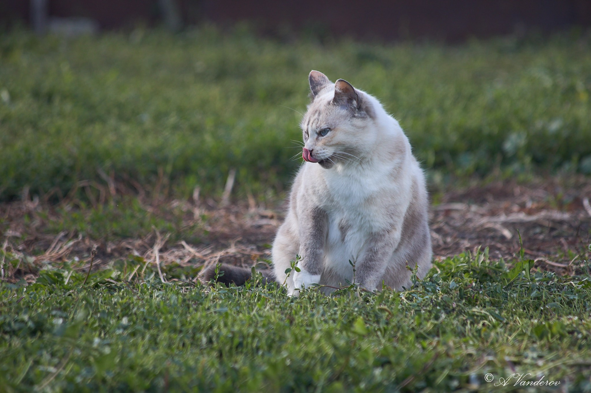 Село Савкино Баганского района Новосибирской области. Фотограф Омск | Александр Вандеров