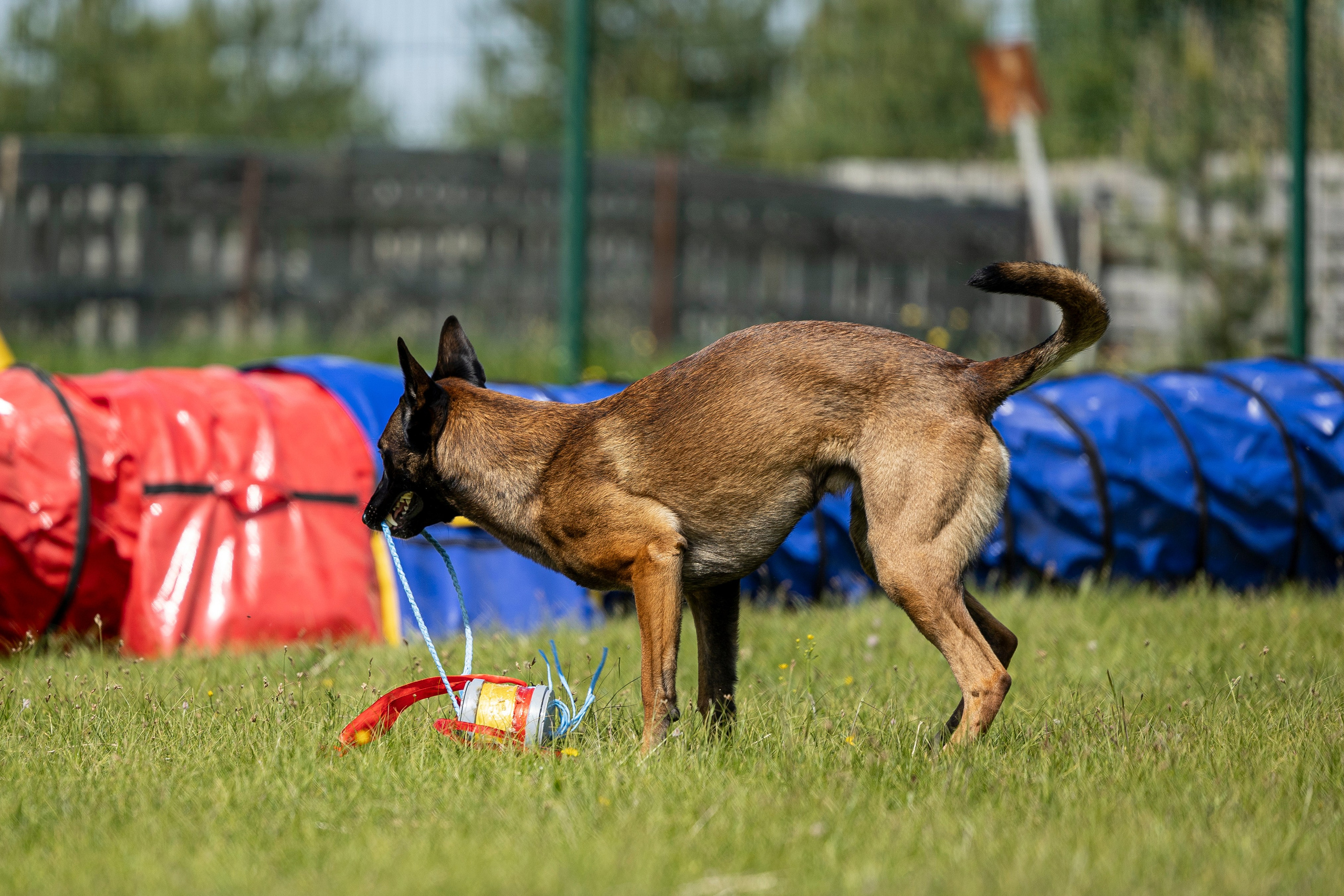 Испытания по мондьорингу в Нижнем Новгороде. Фотограф-анималист Анна Маринич