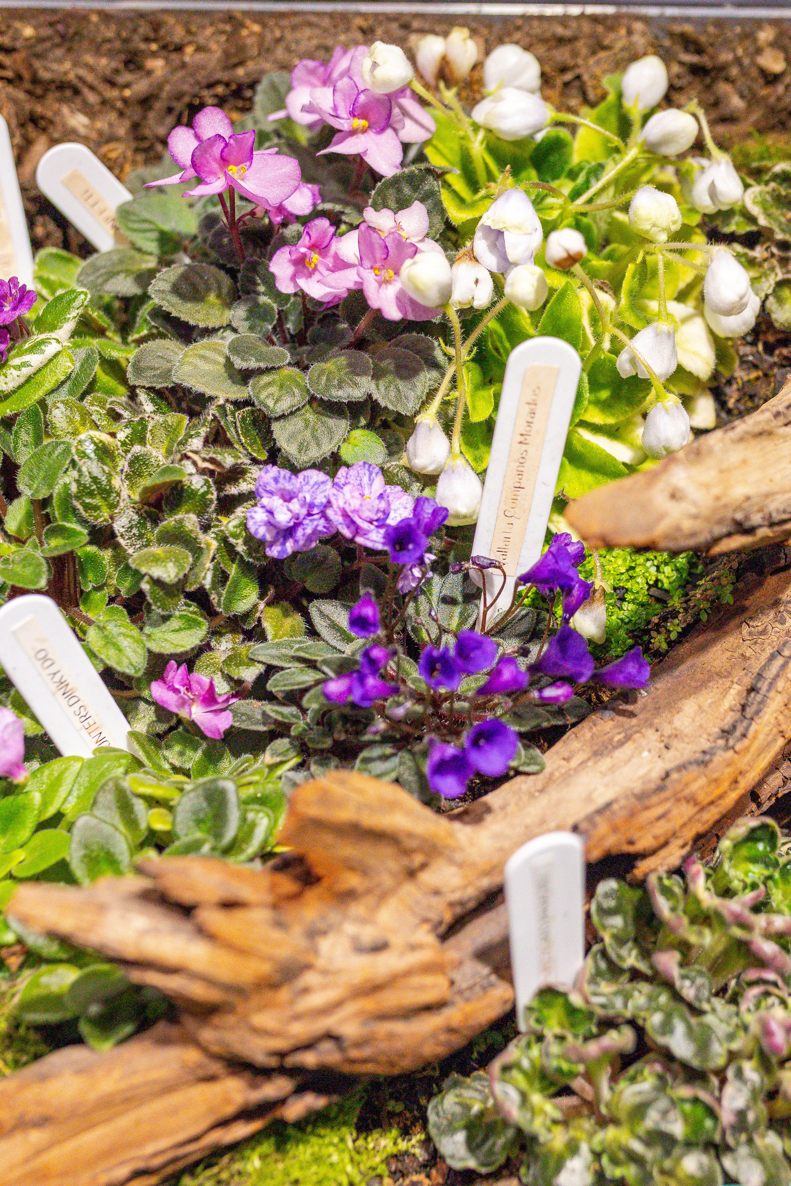 Орхидиум сентябрь 2025. Александра Куликова фотограф, Москва