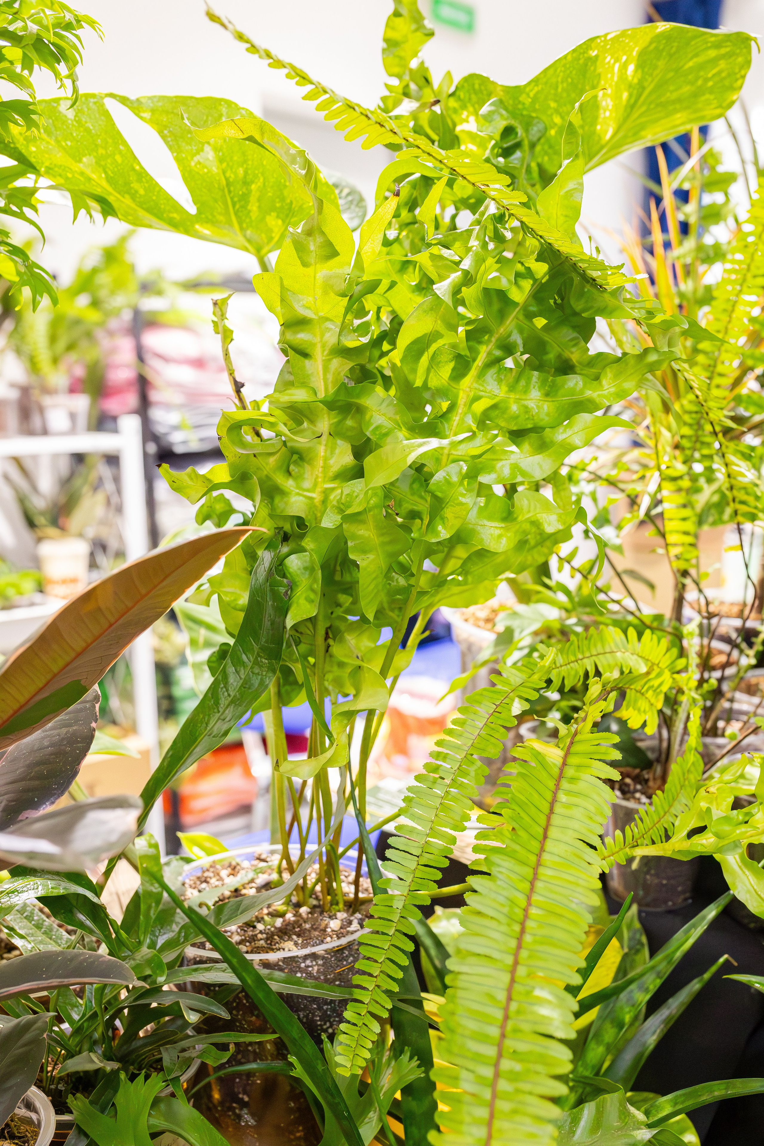 Монстериум апрель 2026. Александра Куликова фотограф, Москва