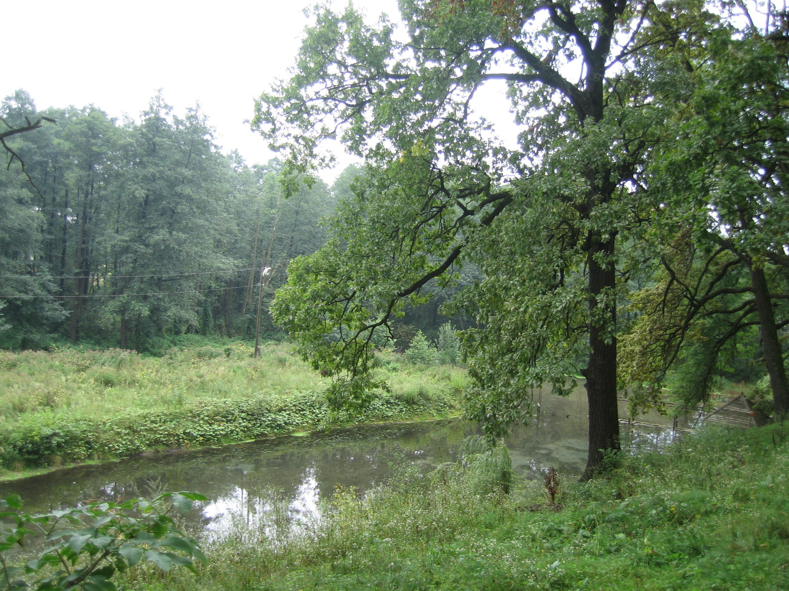 Водоём в окружении густой зелени и деревьев.