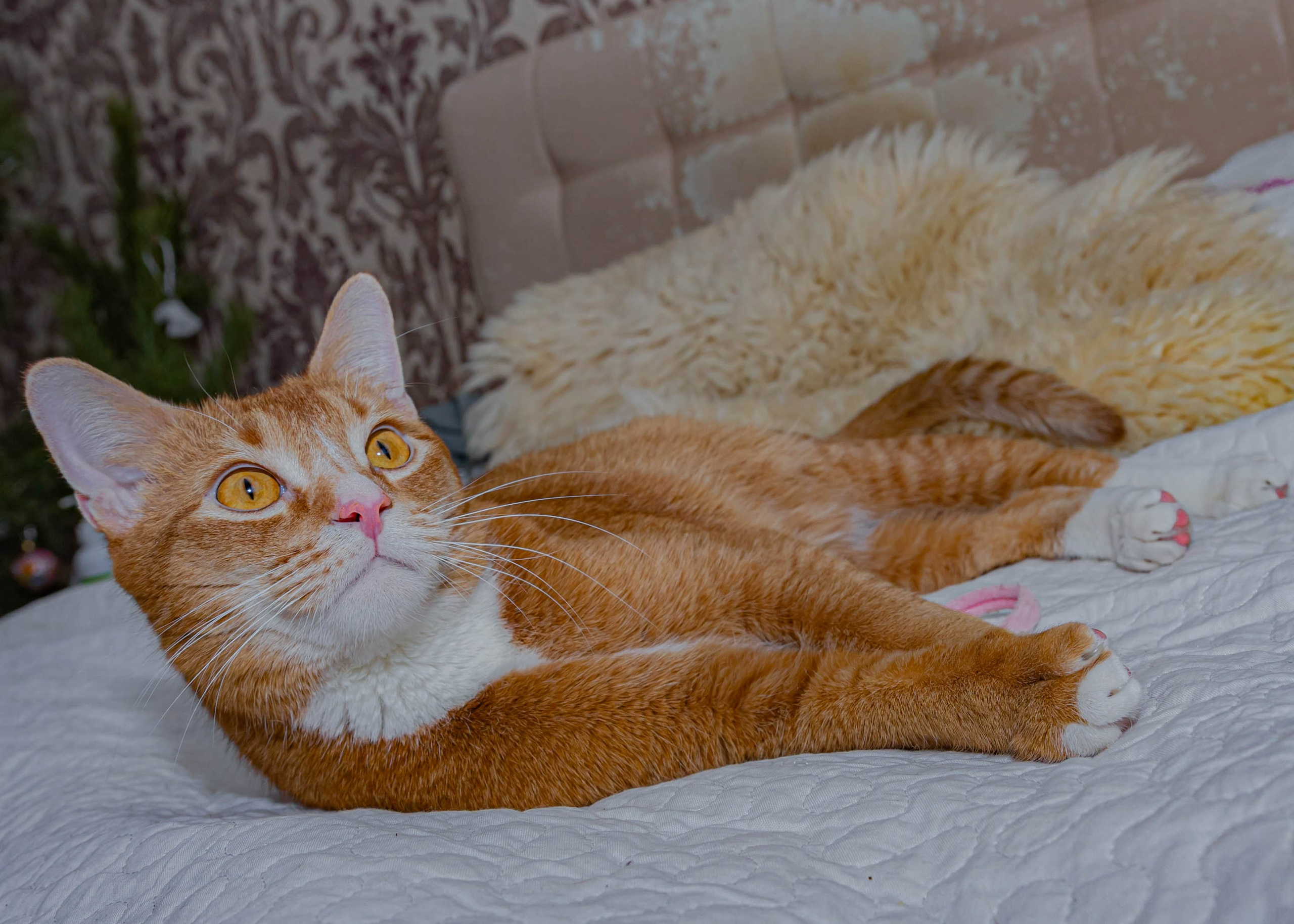 Домашние животные. Свадебный и семейный фотограф в Москве Мария Соловова