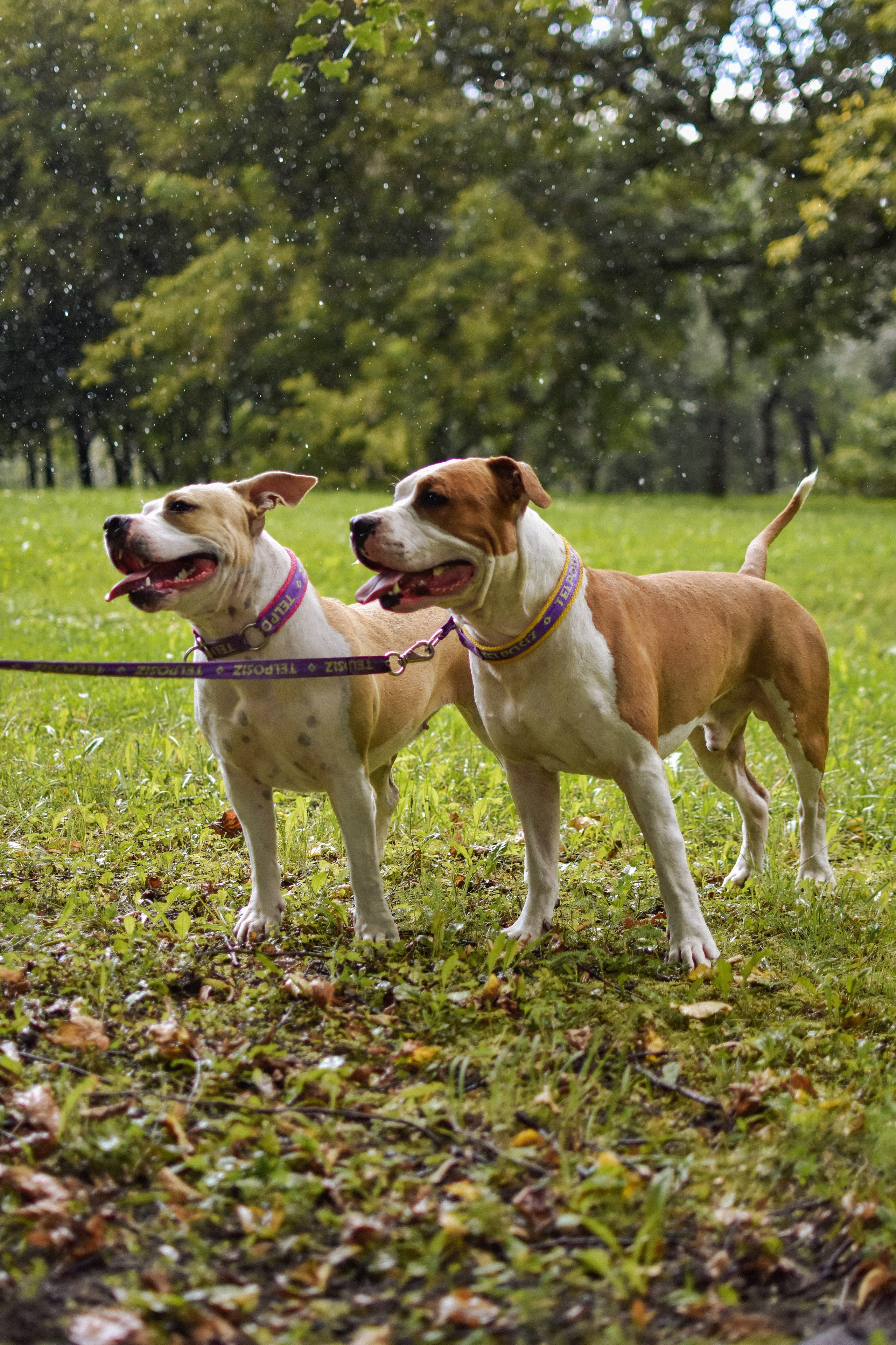 Стив, Стеша и Маша. Фотограф-анималист Ксения Шевцова|Москва