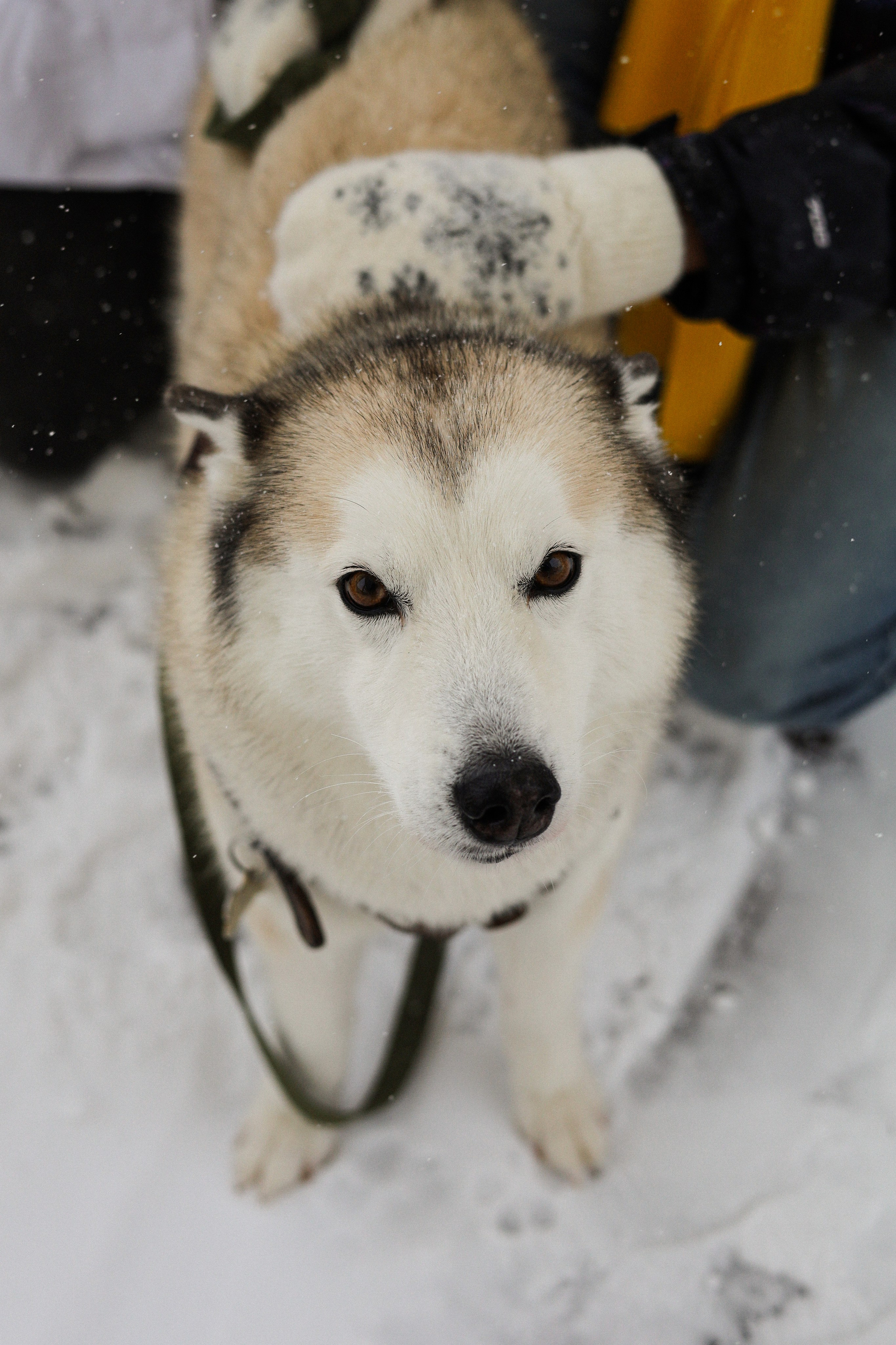 Мила, Лиза и Матвей. Фотограф-анималист Ксения Шевцова|Москва
