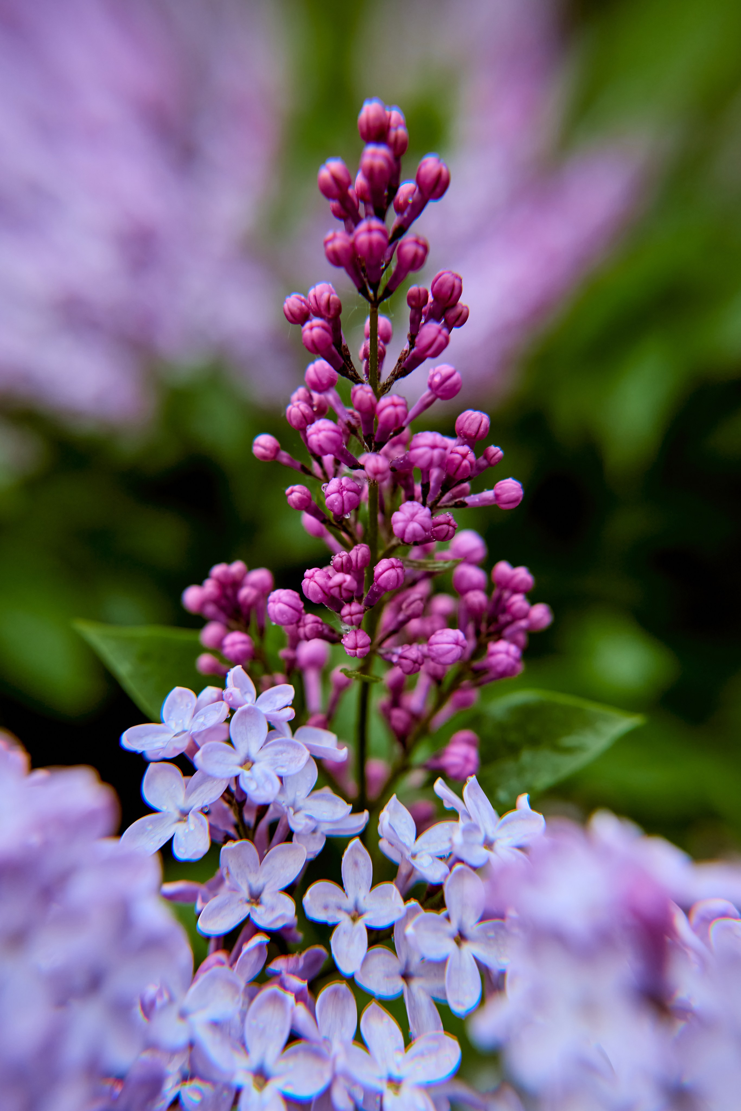 Сирень как символ чистоты и благодати, фото православного фотографа Николая Голованова, г. Дзержинск.
