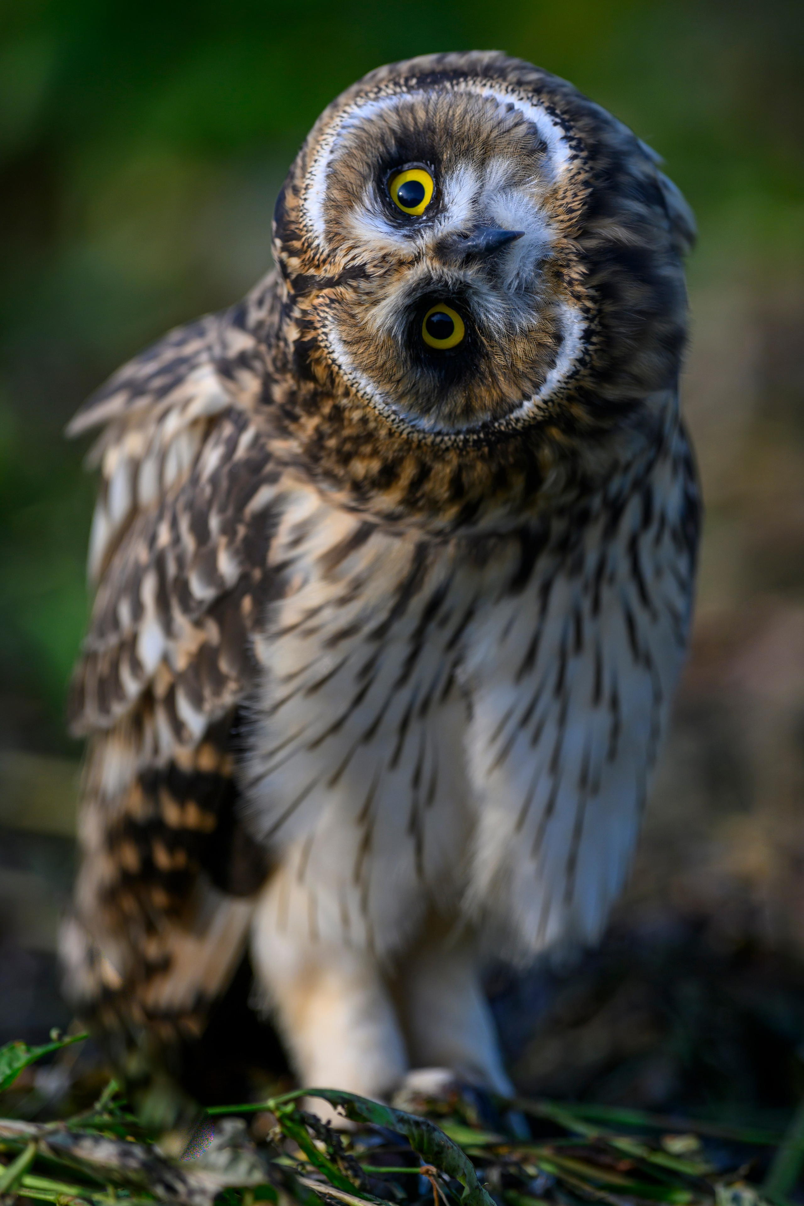 Short eared owl. Wildlife photography by Sergey Puponin