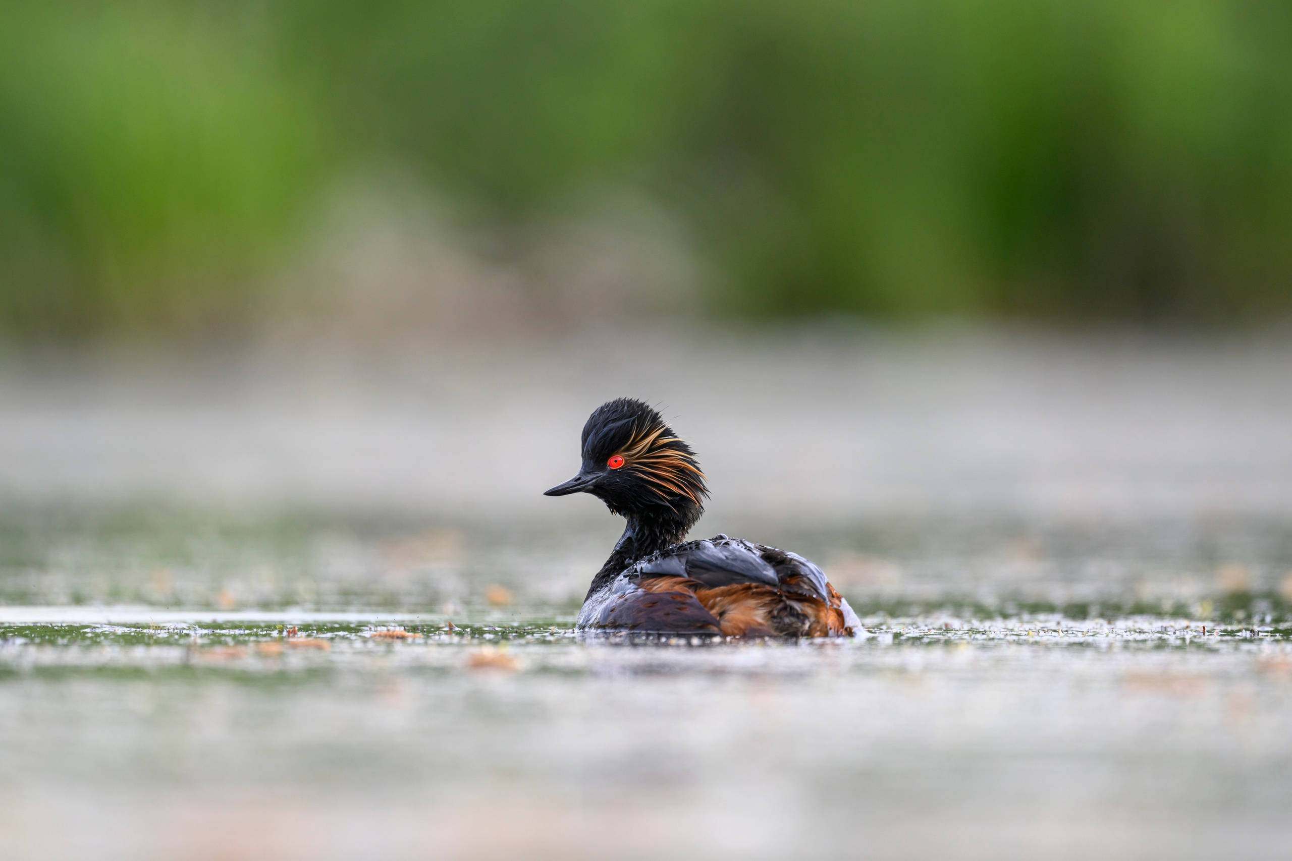 На болоте. Wildlife photography by Sergey Puponin