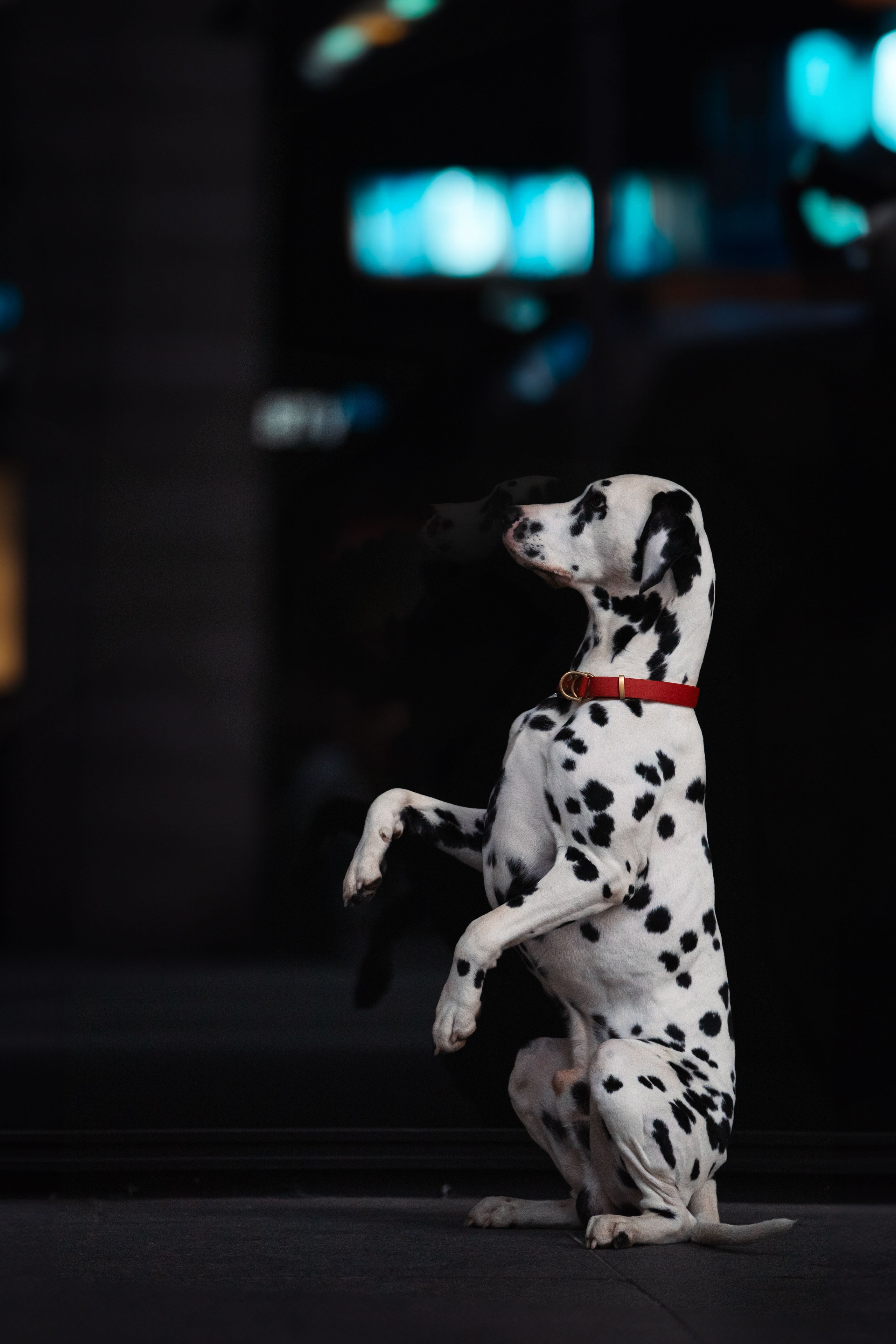 1 Далматин. Фотограф анималист