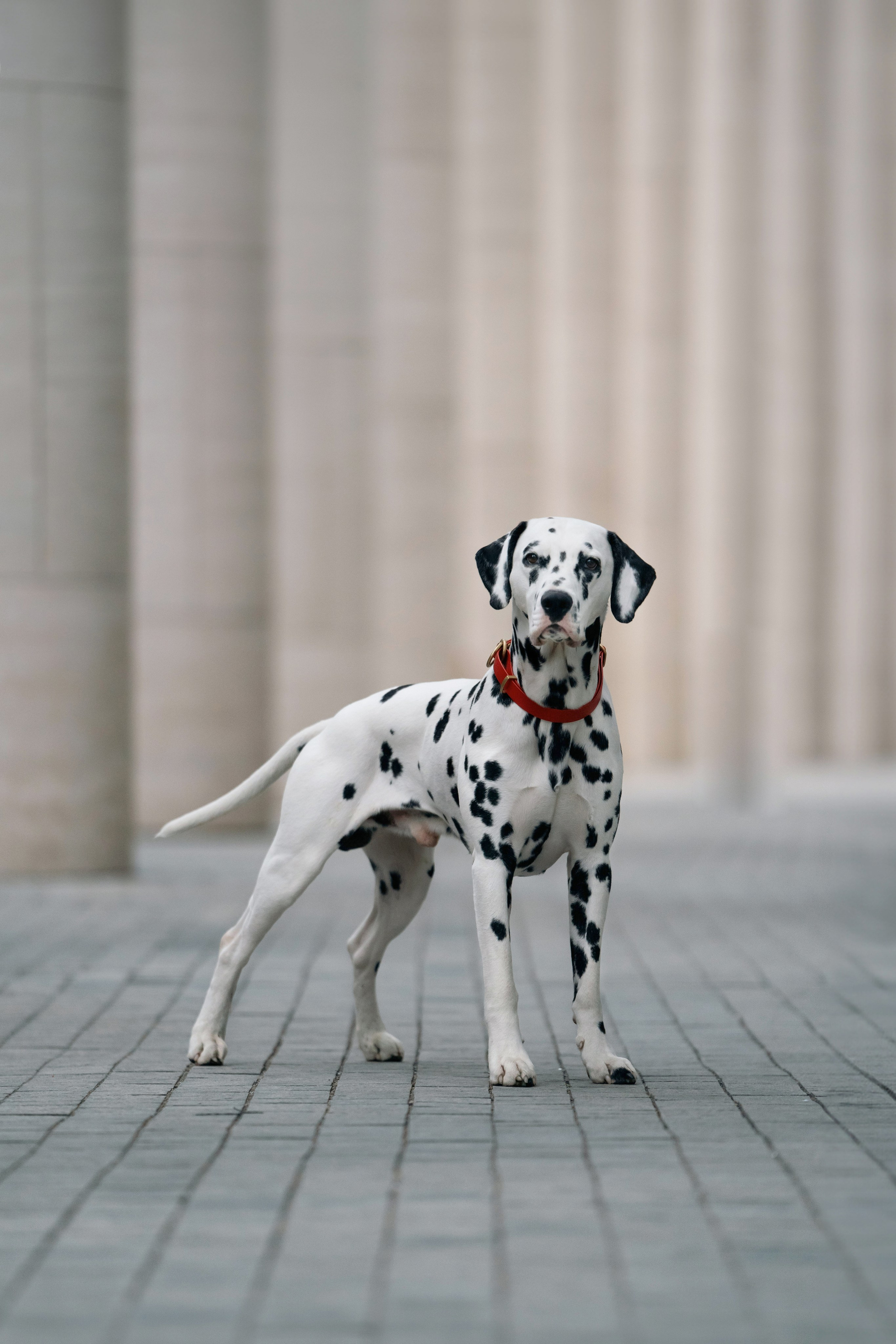 1 Далматин. Фотограф анималист