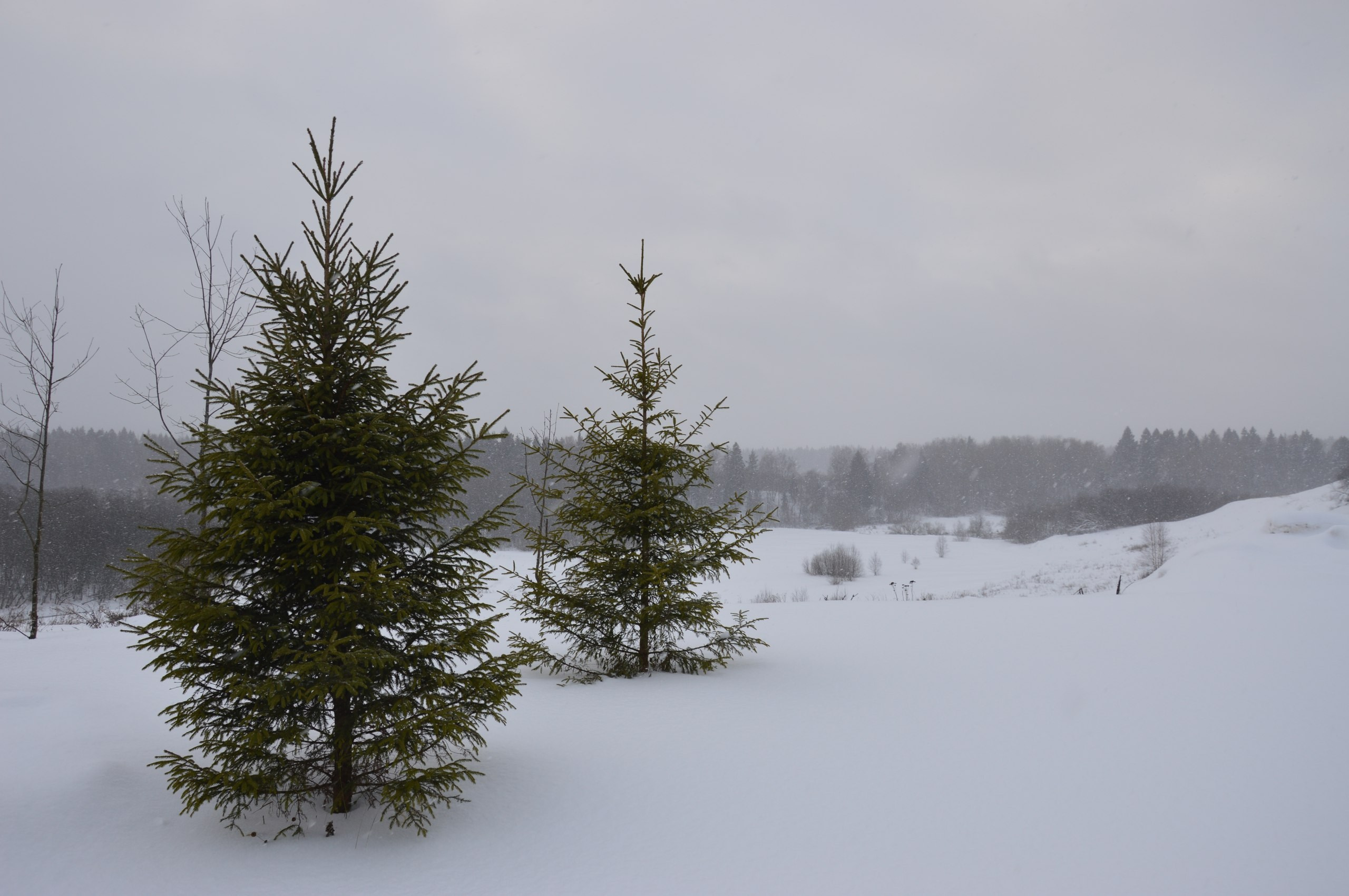 Сергиев Посад | 11.12.2016. Галерея Фантим