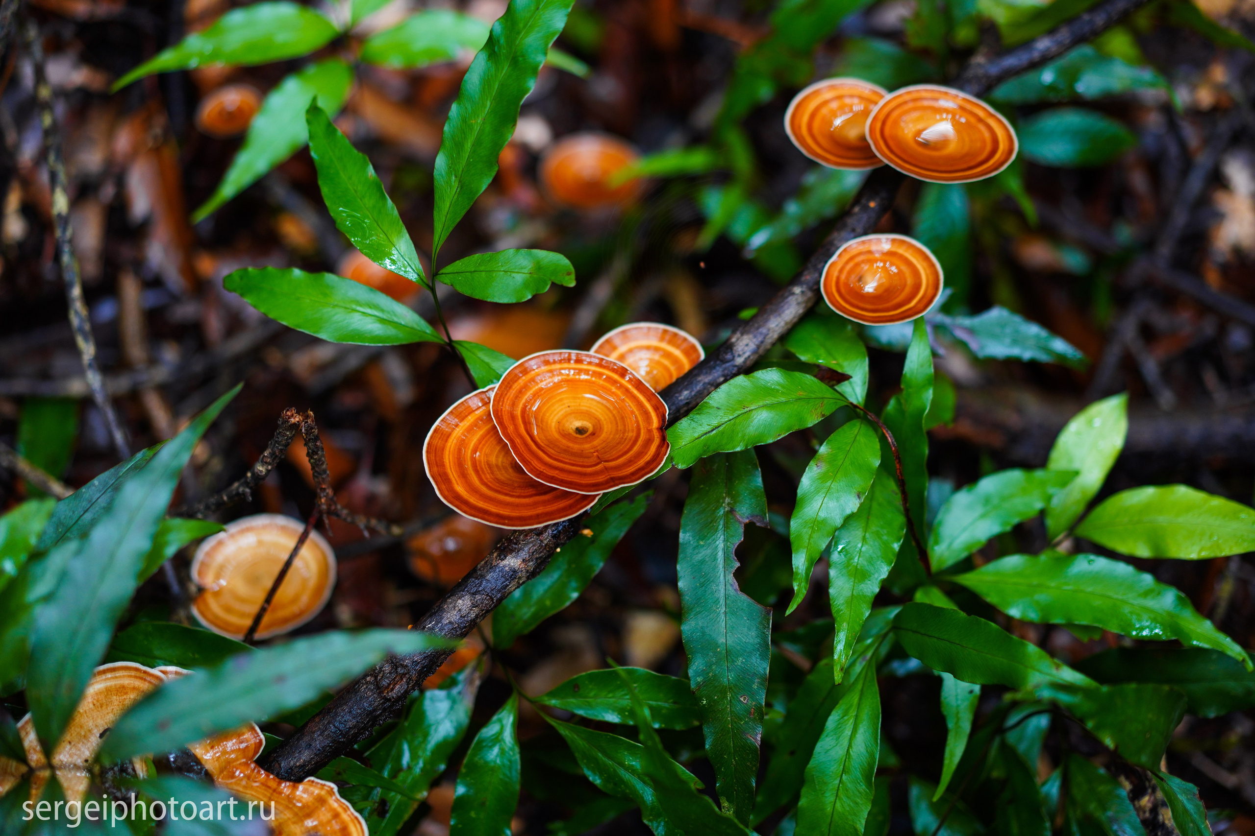 Остров Фукуок, Вьетнам. Фотограф Сергей Кишкель Дананг Нячанг Фукуок