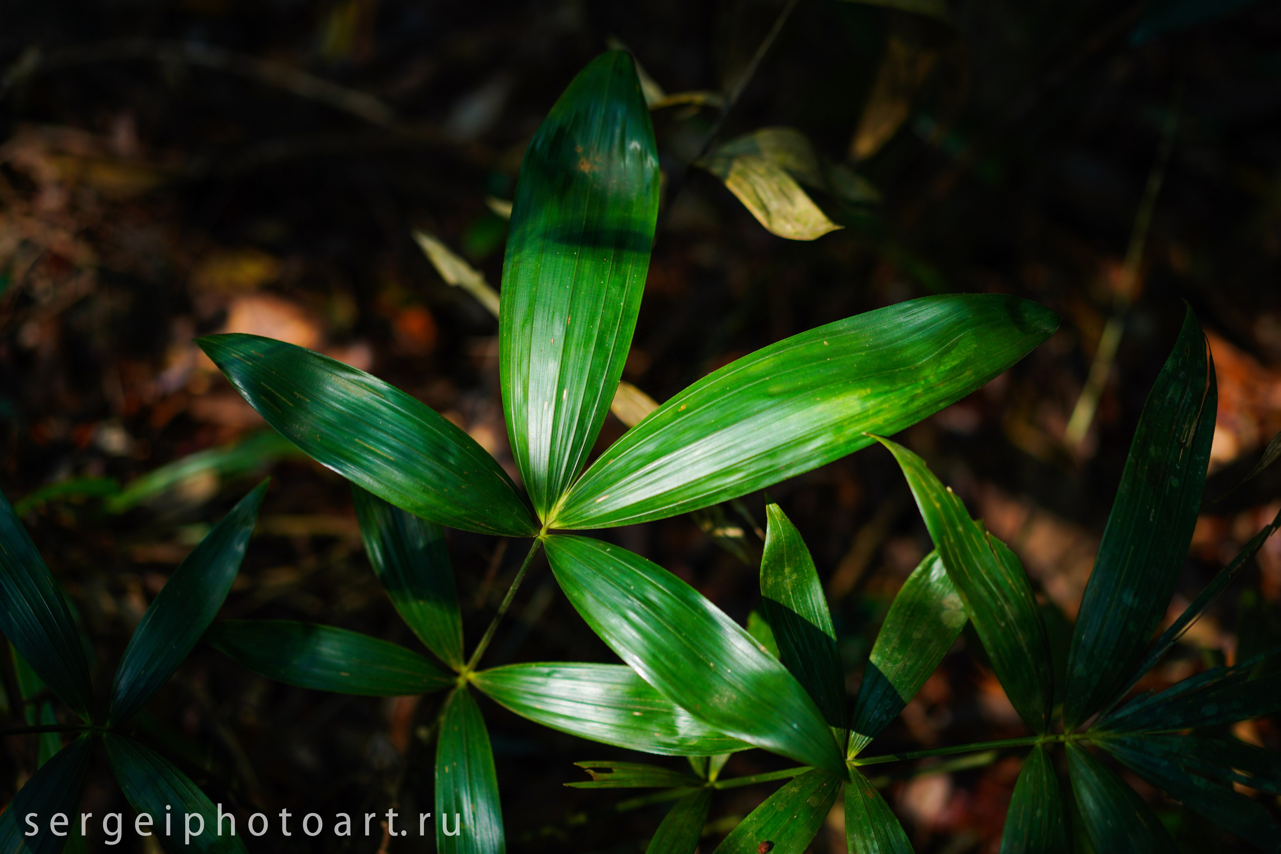 Остров Фукуок, Вьетнам. Фотограф Сергей Кишкель Дананг Нячанг Фукуок