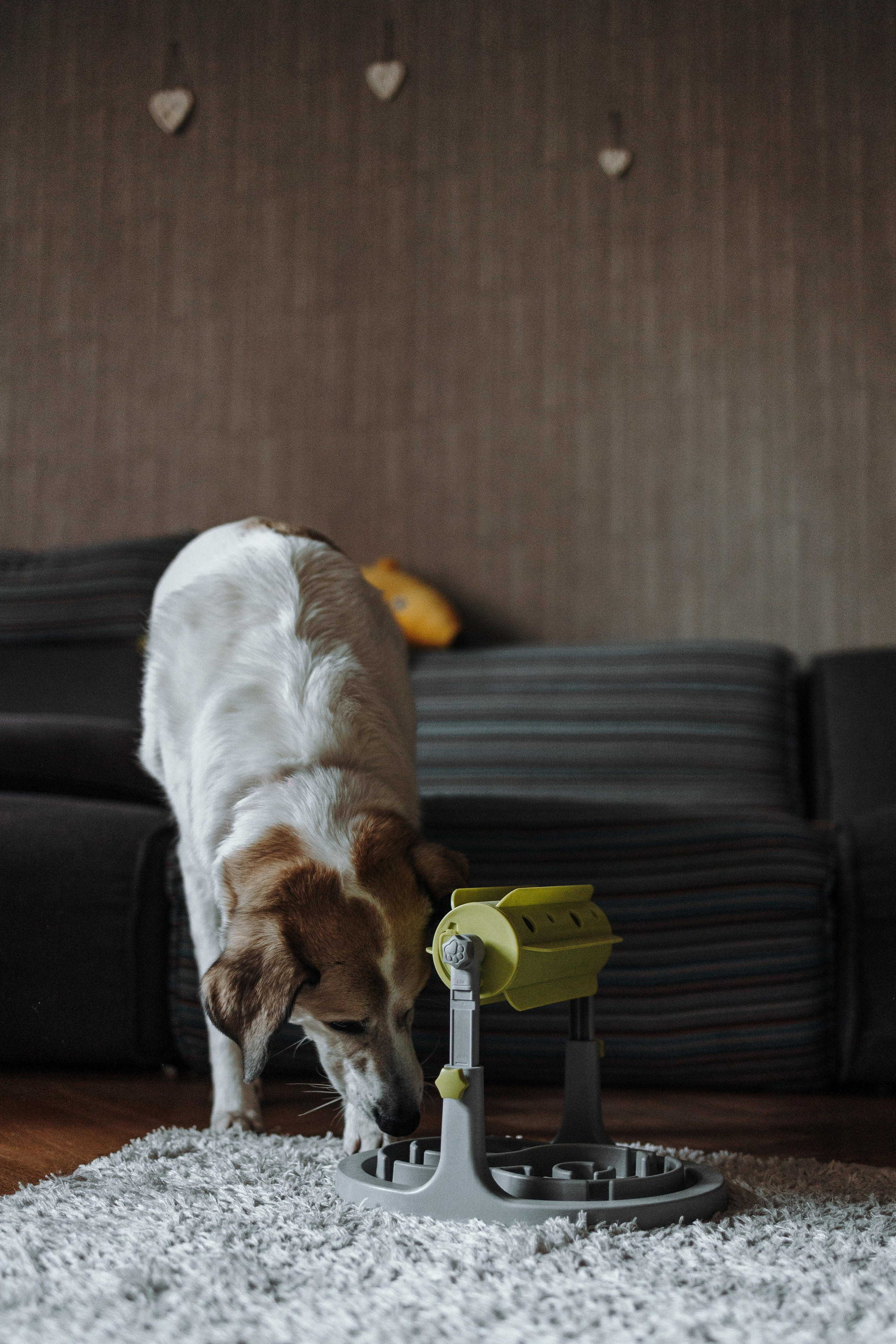 Саша и ее хвосты. Фотограф — Анималист | Санкт-Петербург