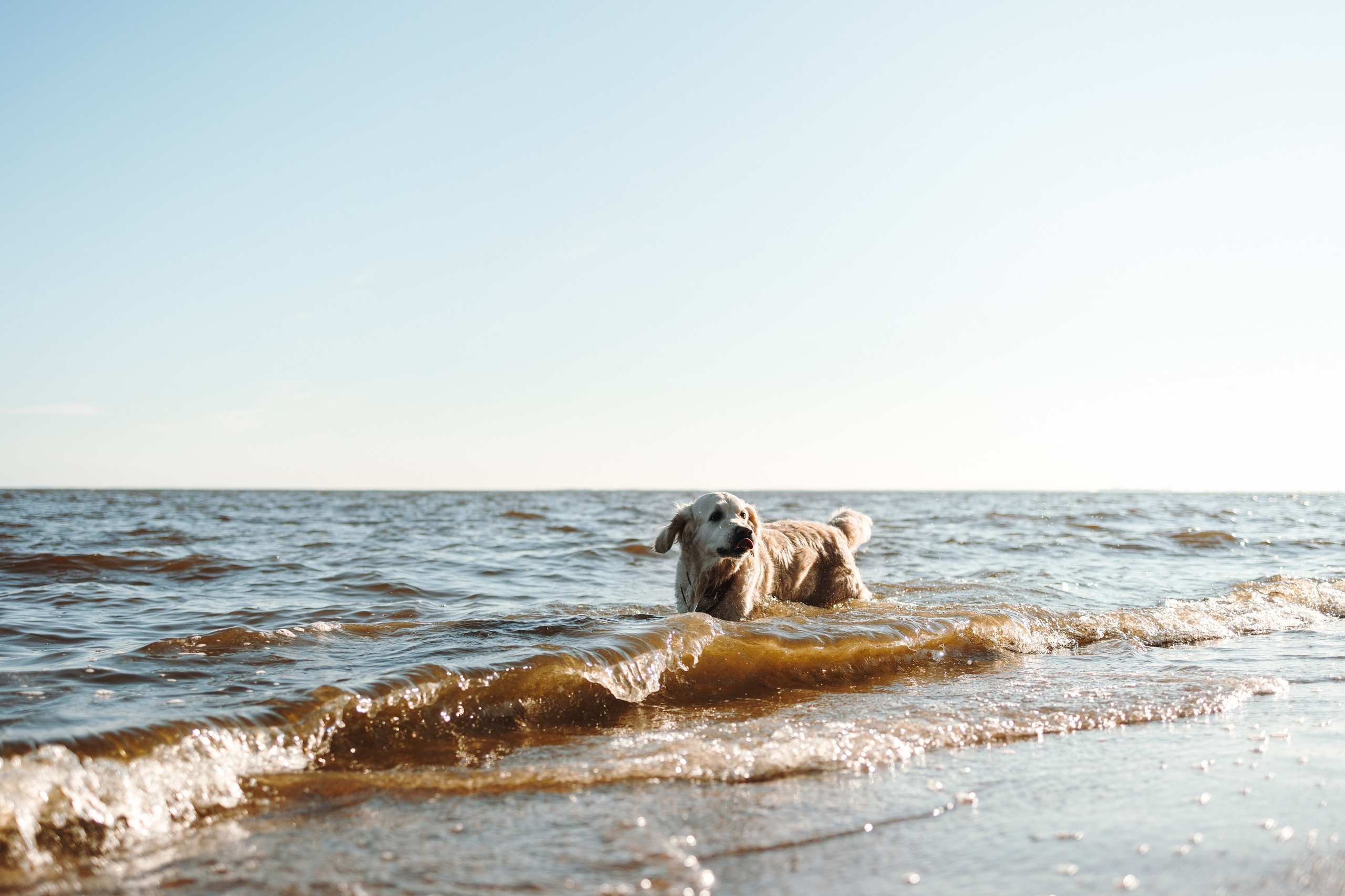 Катя и ее девочки. Фотограф — Анималист | Санкт-Петербург