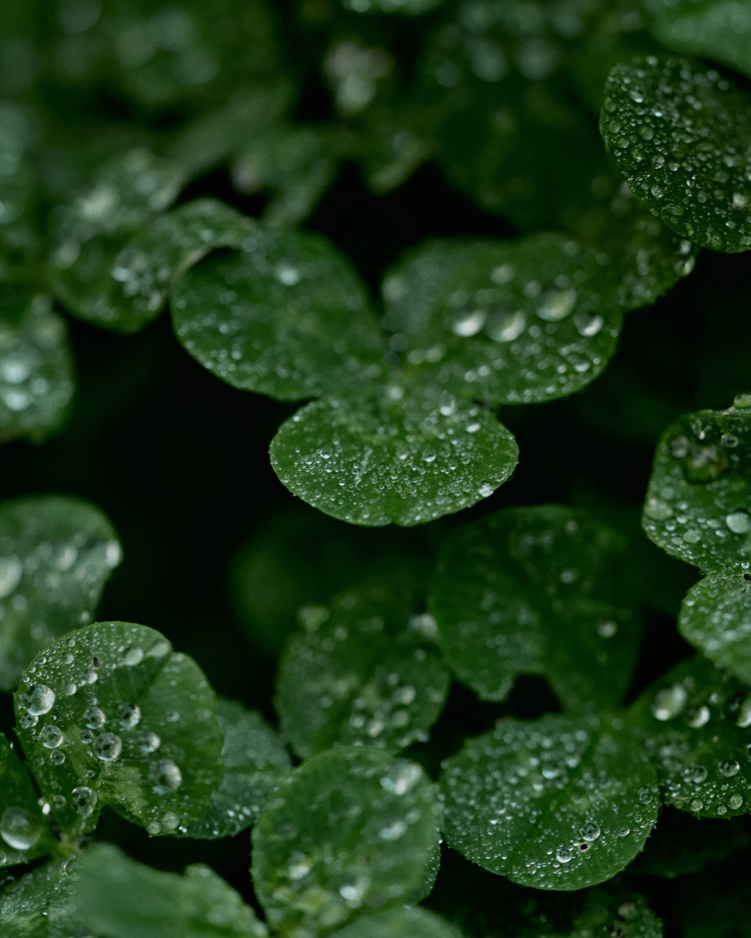 CORNUS. Фотограф Москва Сергей Громов