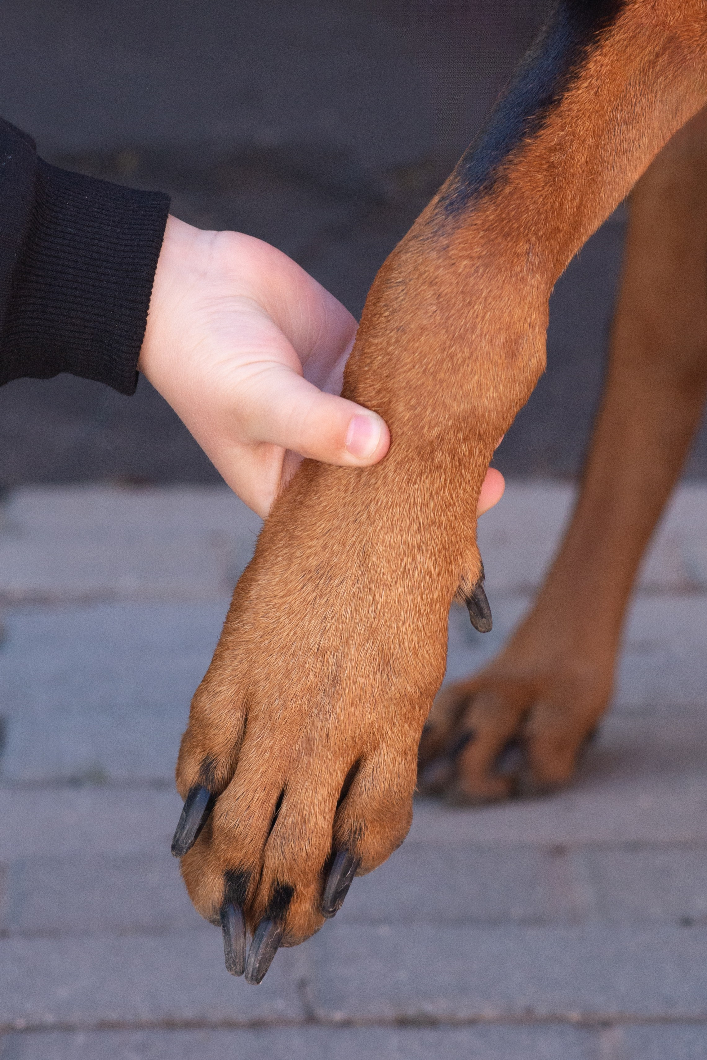 Уличная Фотопроект «Доберман». Фотограф Софья Власенко | Вологда