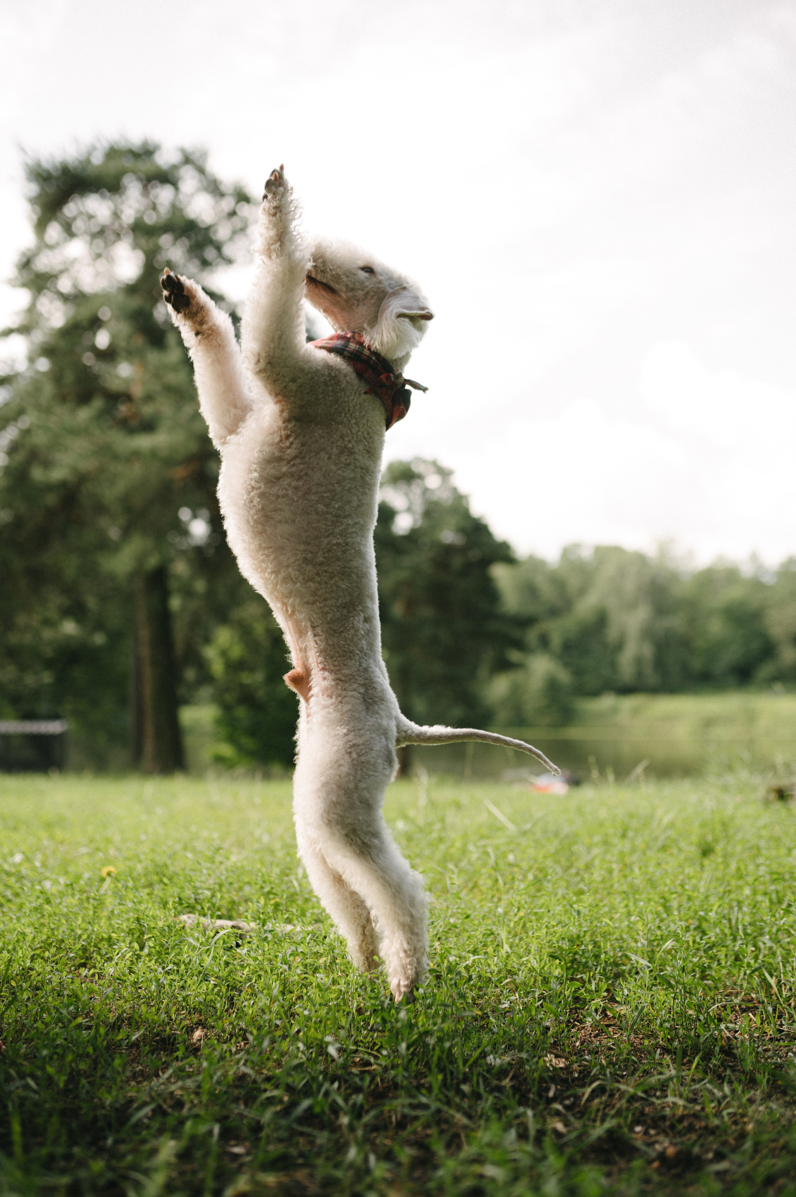 Лиза и Каспер. Фотограф анималист в Москве Ольга Агушева