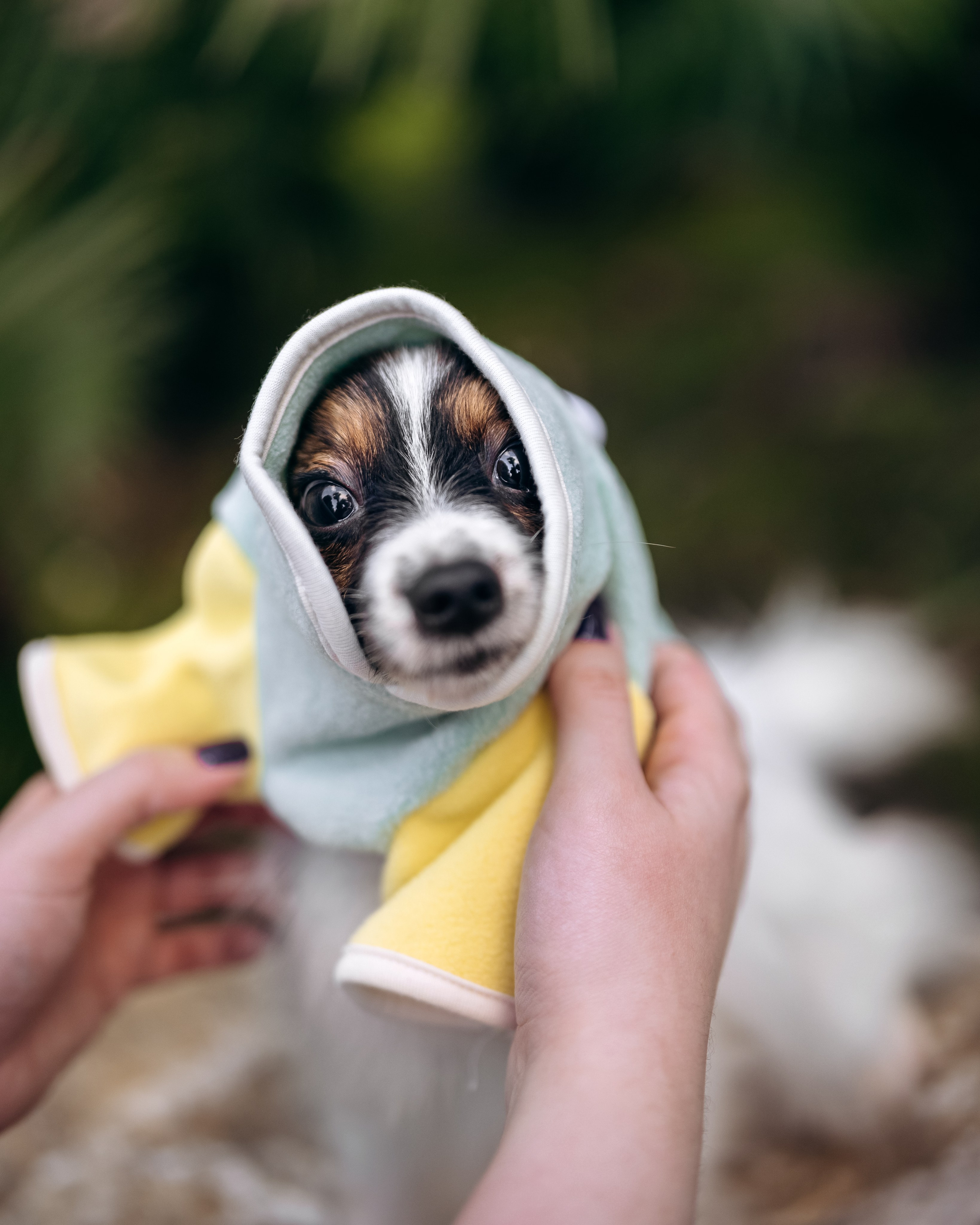 Животные. Фотограф Сочи-Краснодар
