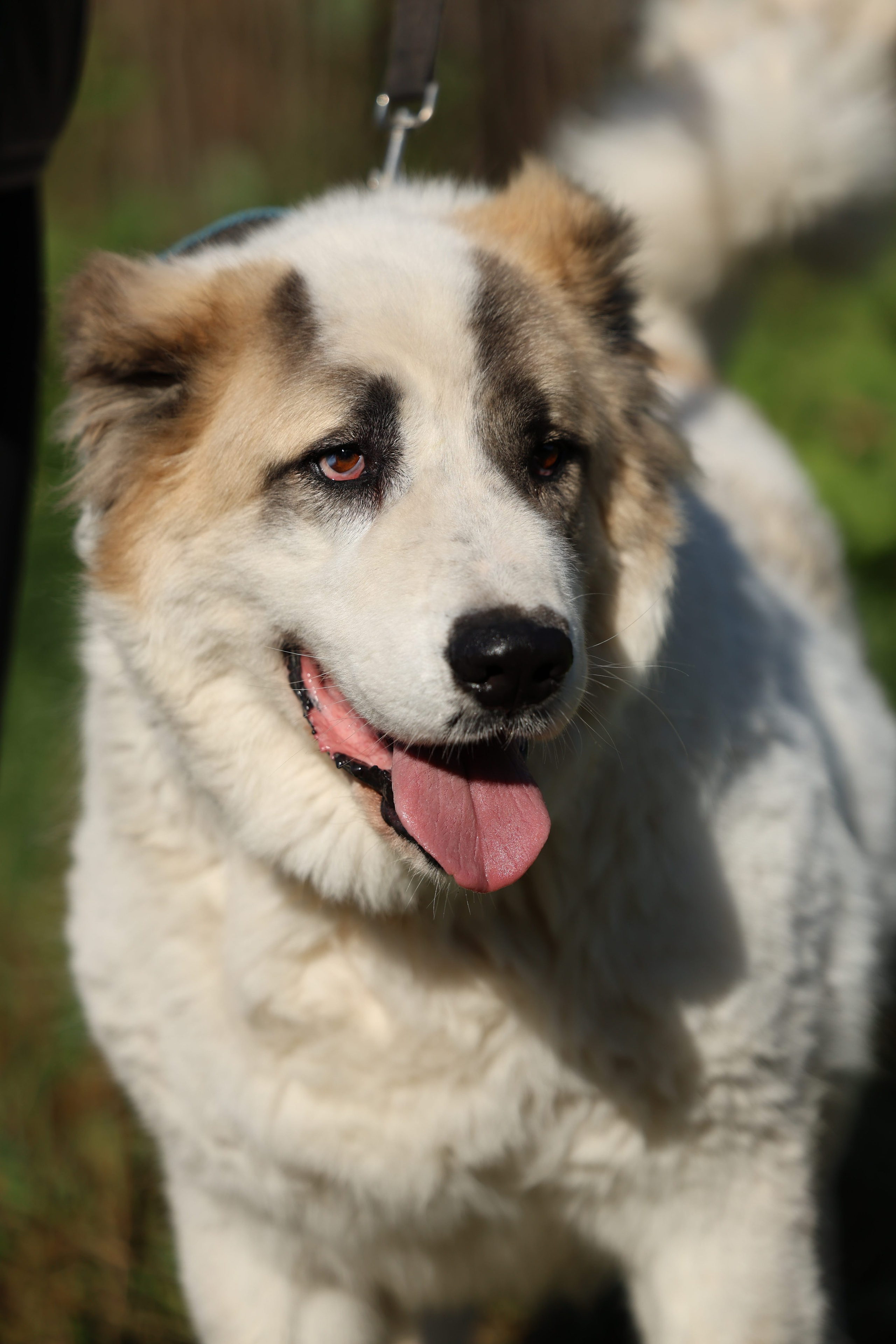 Приют. Виктория Михайловская. Фотограф-анималист. Москва