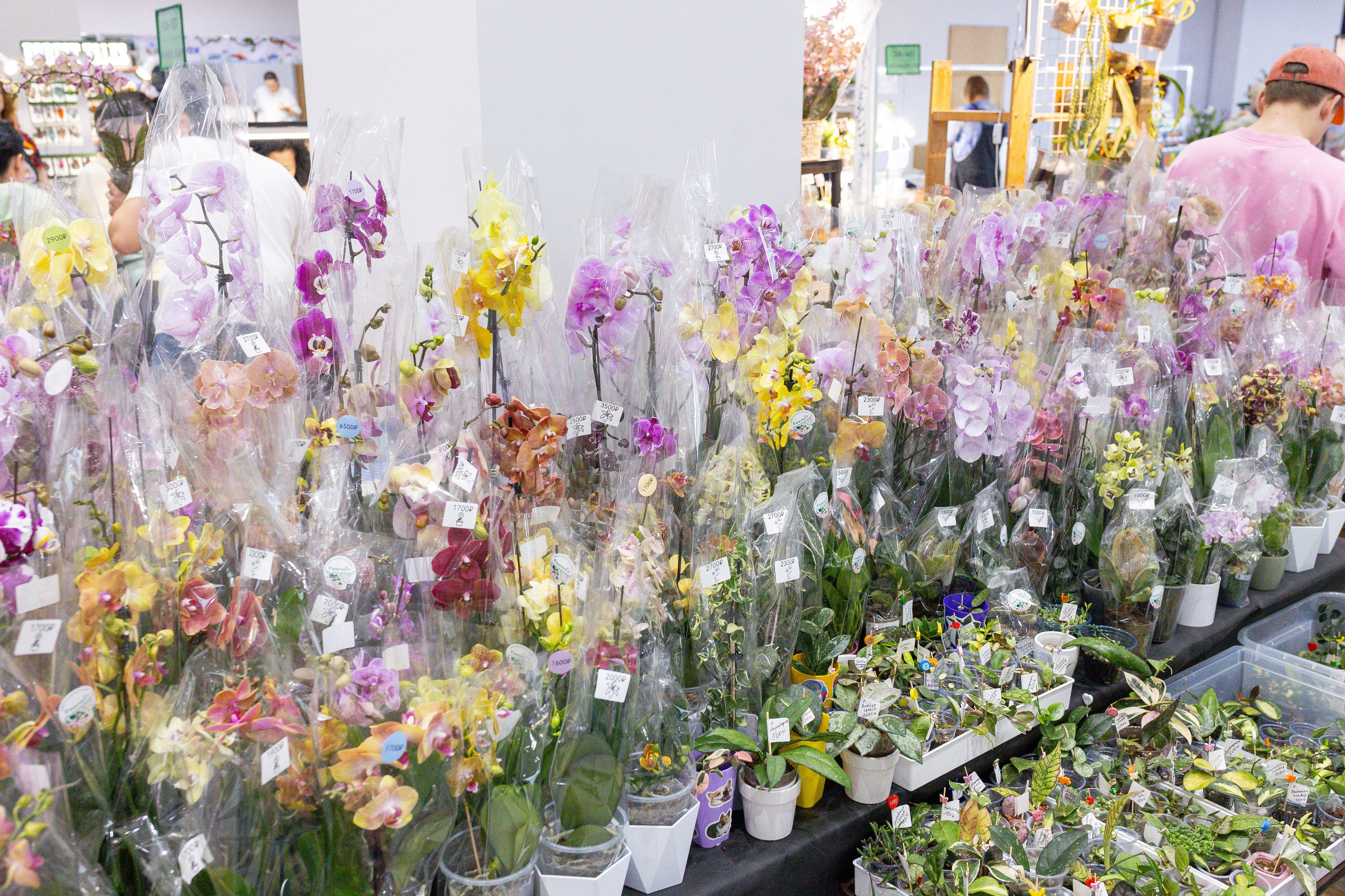 Орхидиум май 2025. Александра Куликова фотограф, Москва