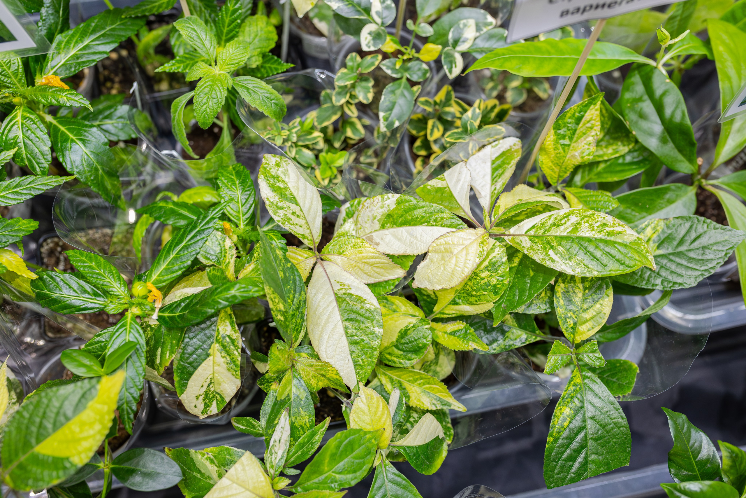 Монстериум апрель 2026. Александра Куликова фотограф, Москва