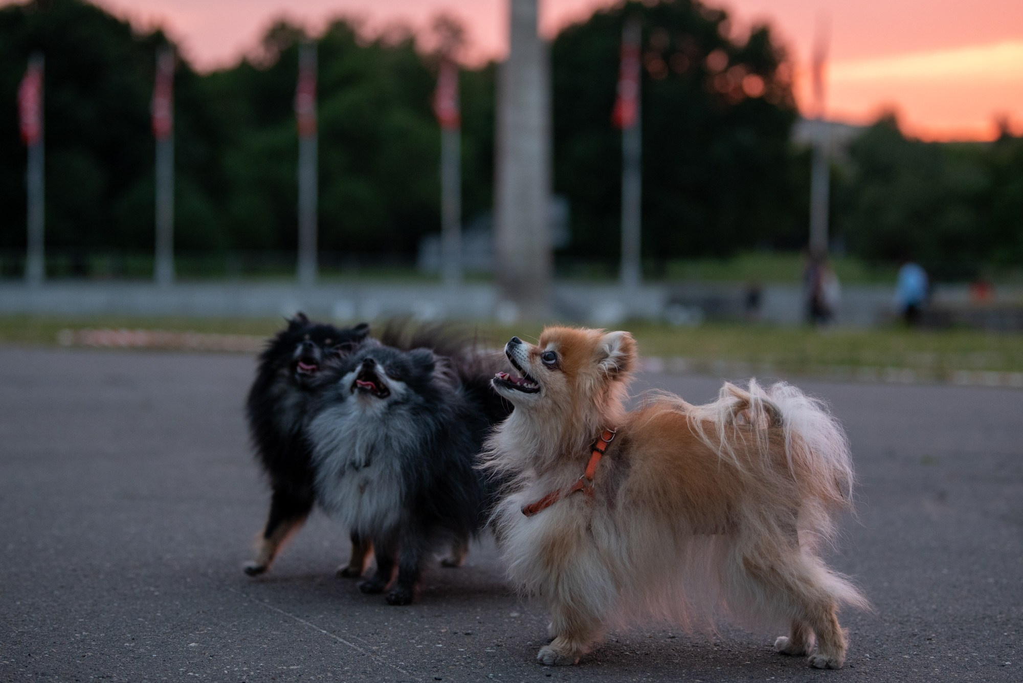 Спасенные шпицы. Фотограф в Москве Виктория Назаренко