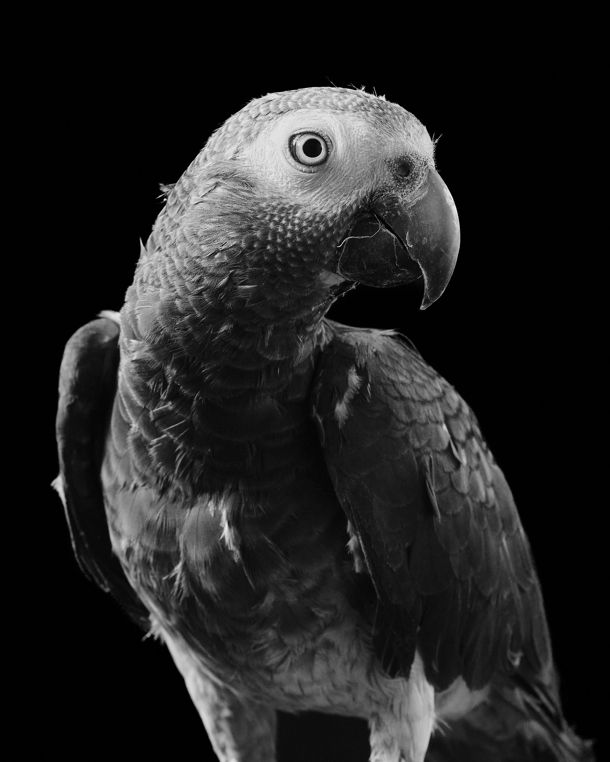 Фото с животными альбом. Фотограф в Москве — Галунина Кристина