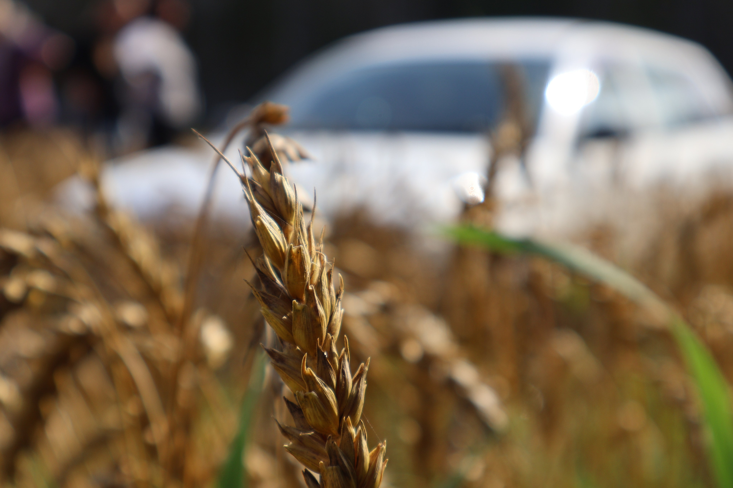 Mintonov's Film Studio