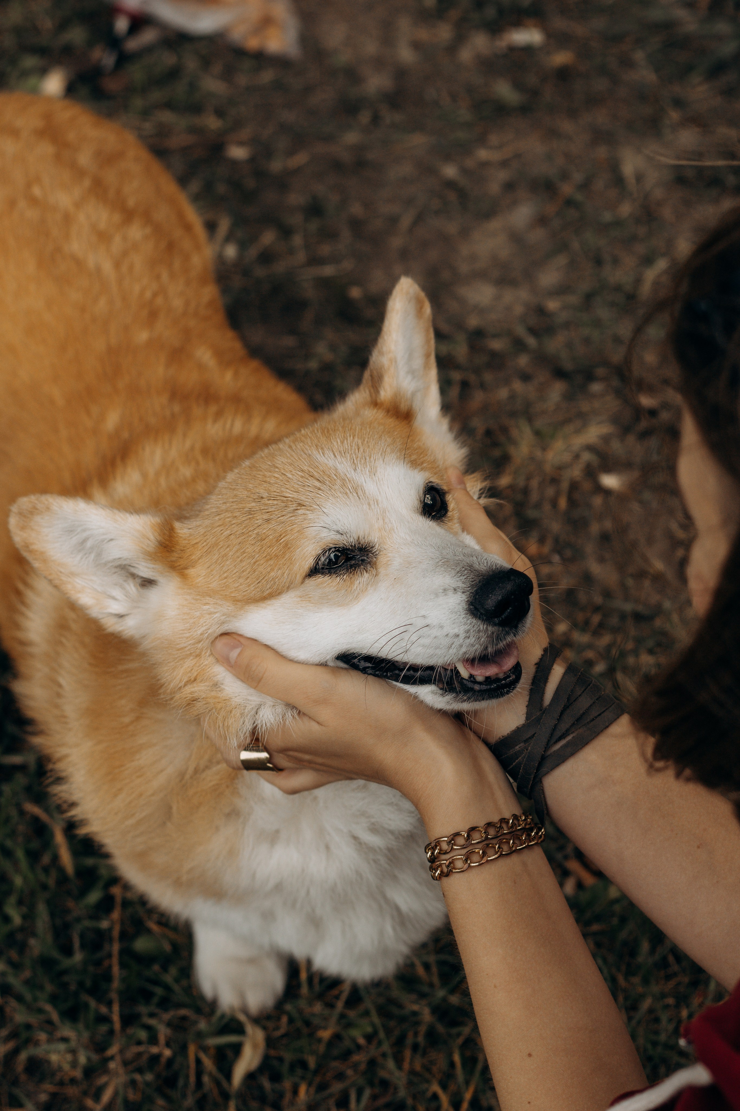 Екатерина, Дина и Есения. Фотограф-анималист в Санкт-Петербурге