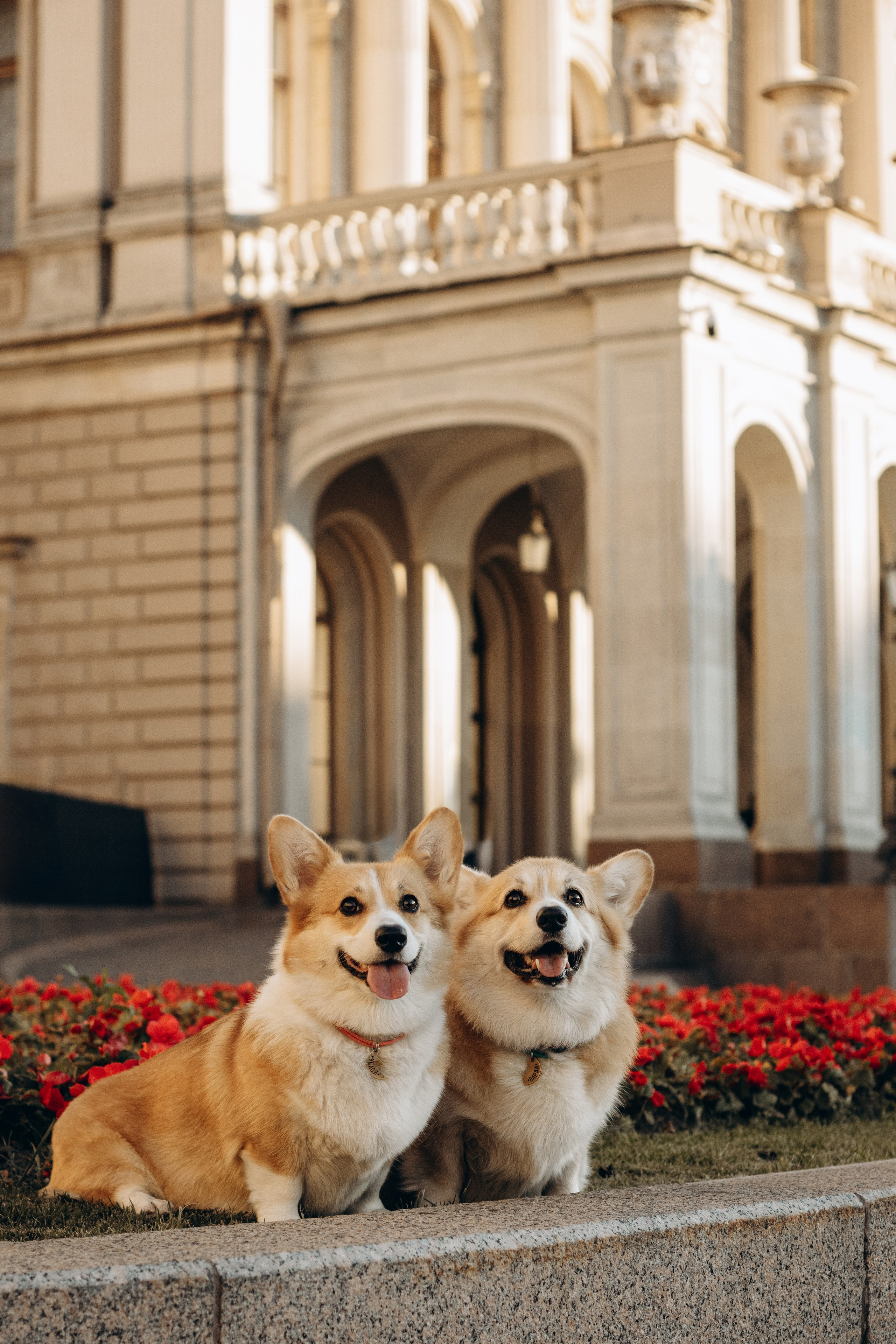 Лиза и Саша, Варди и Челси. Фотограф-анималист в Санкт-Петербурге
