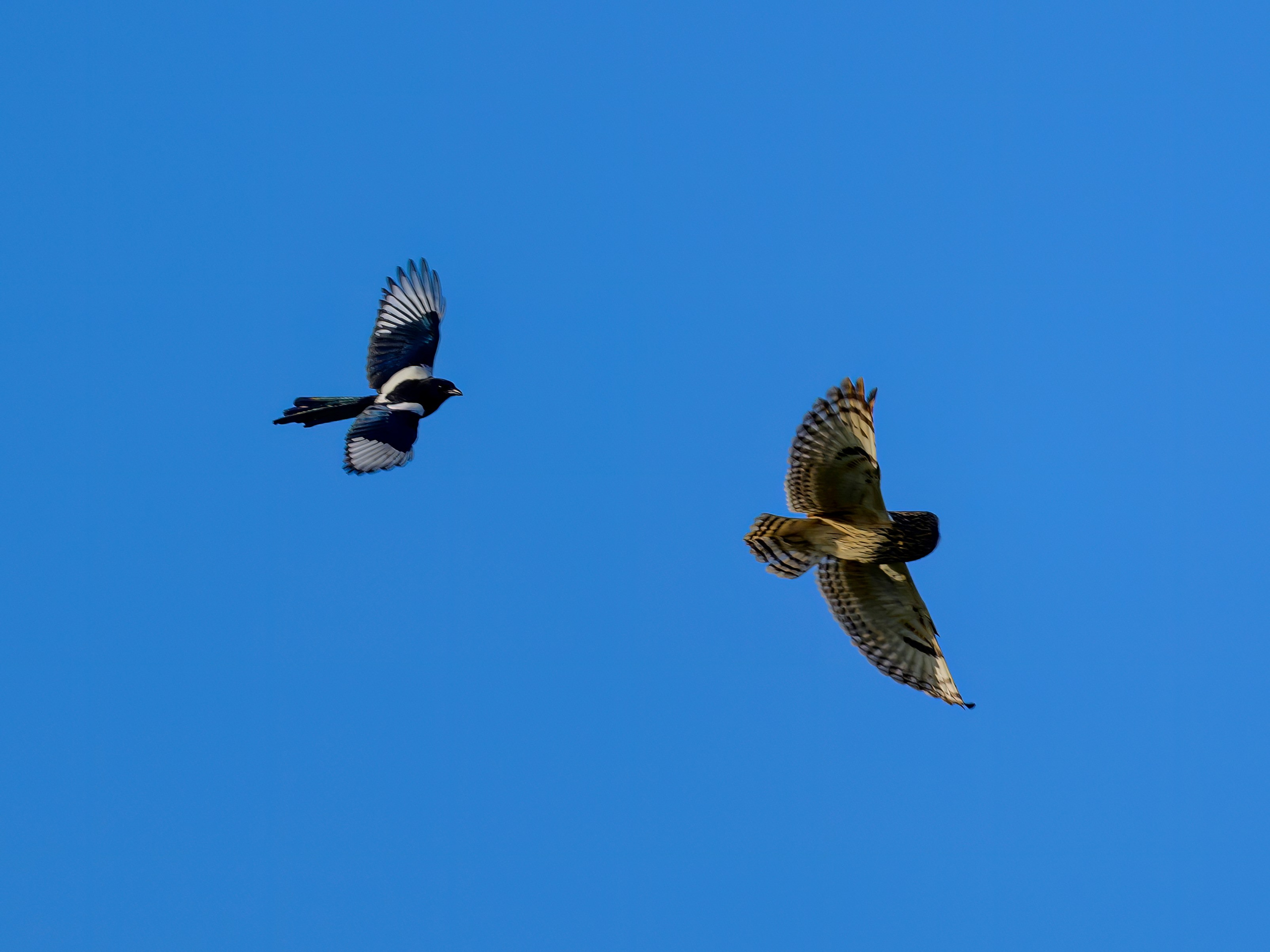 Совы и сороки. Wildlife photography by Sergey Puponin