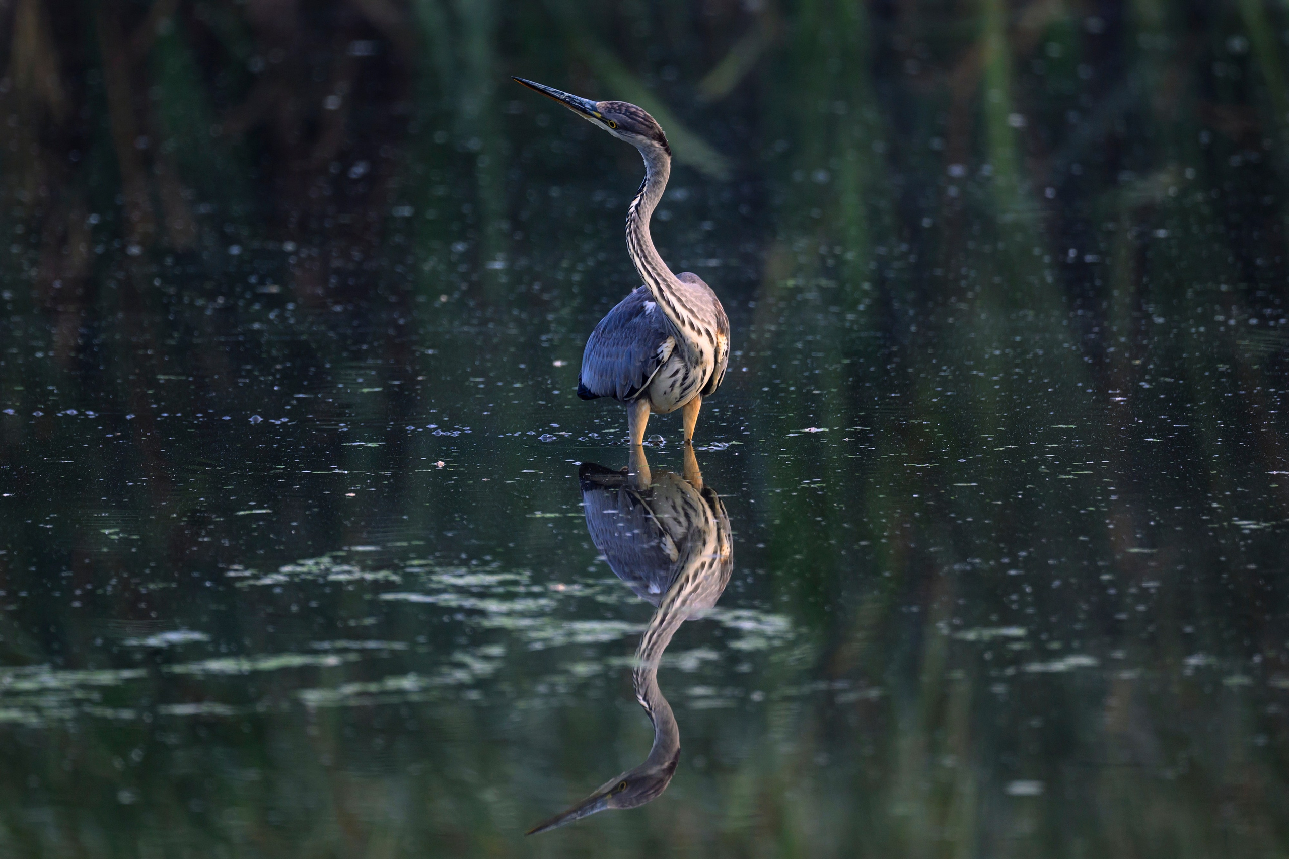 Цапли. Wildlife photography by Sergey Puponin