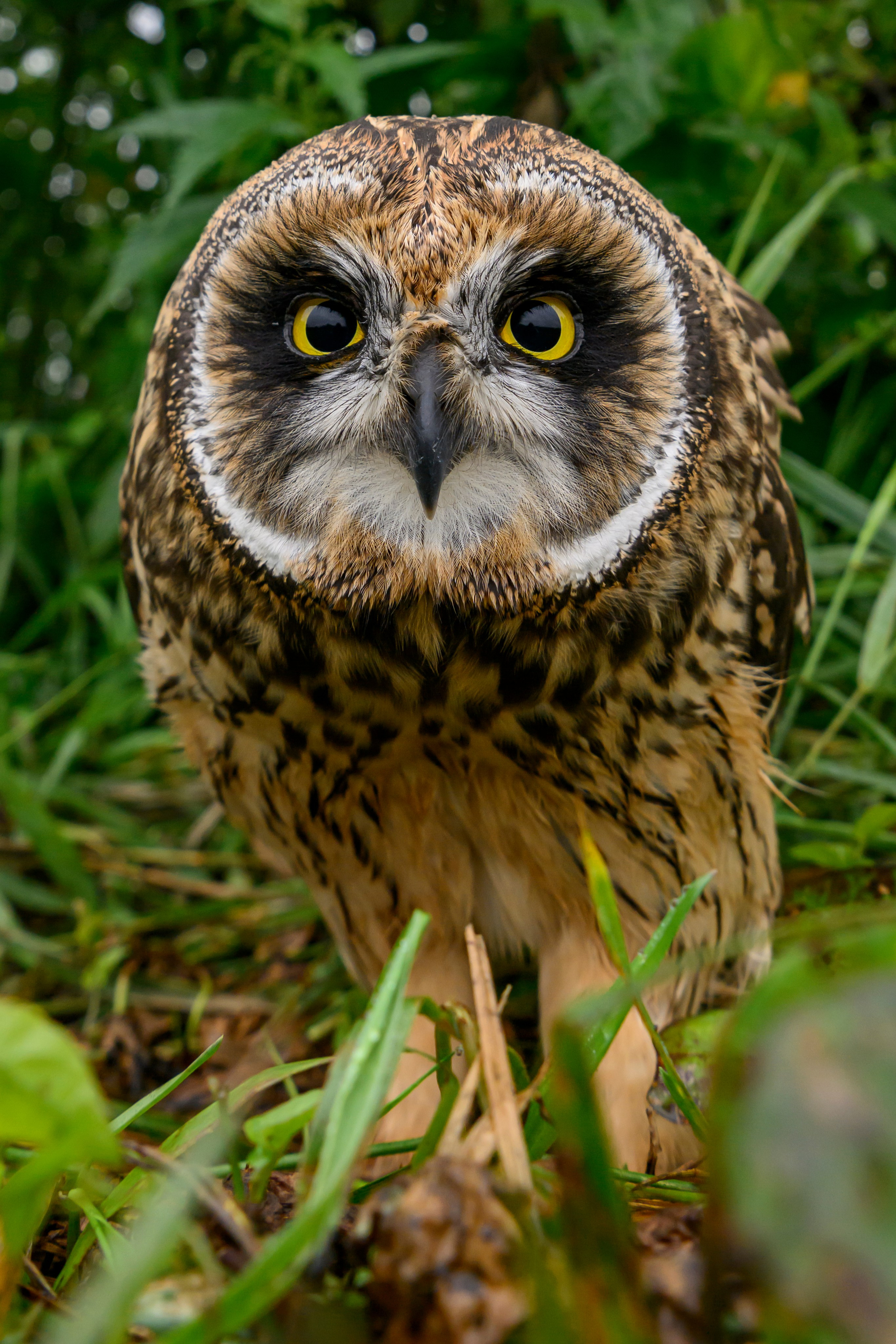 Фотосессия совенка | Owlet photo session. Фотограф Сергей Пупонин