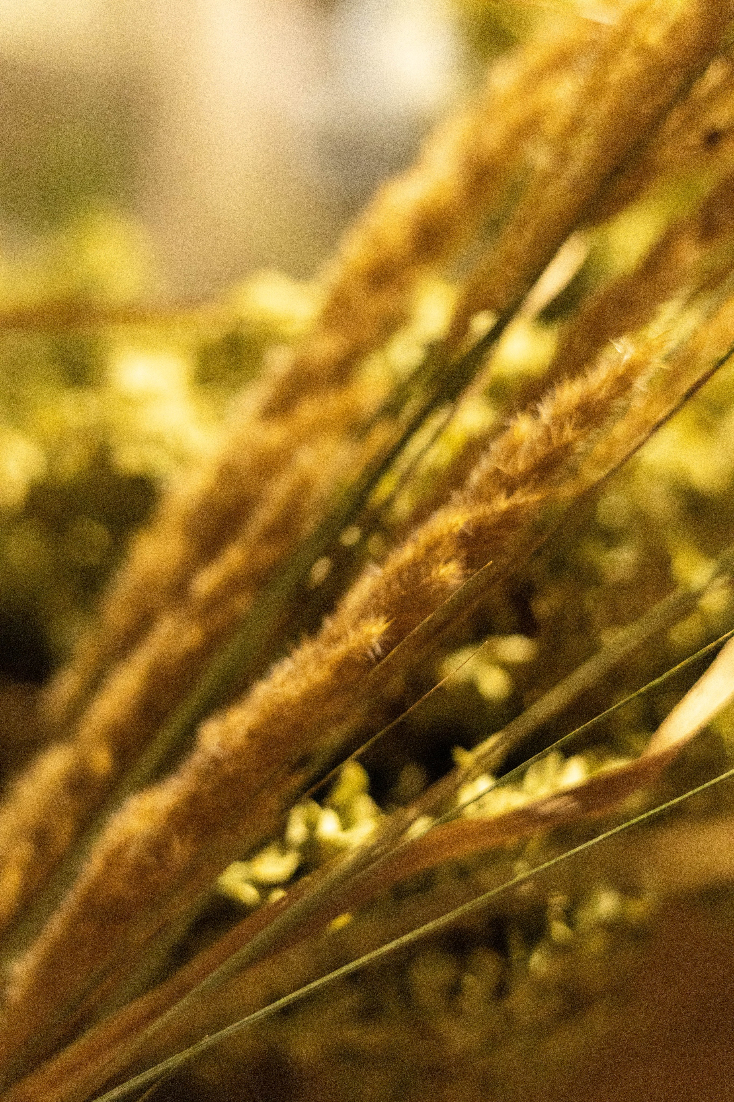 Выставка «Цветочек». Фотограф Шурыгина Эльвира Москва