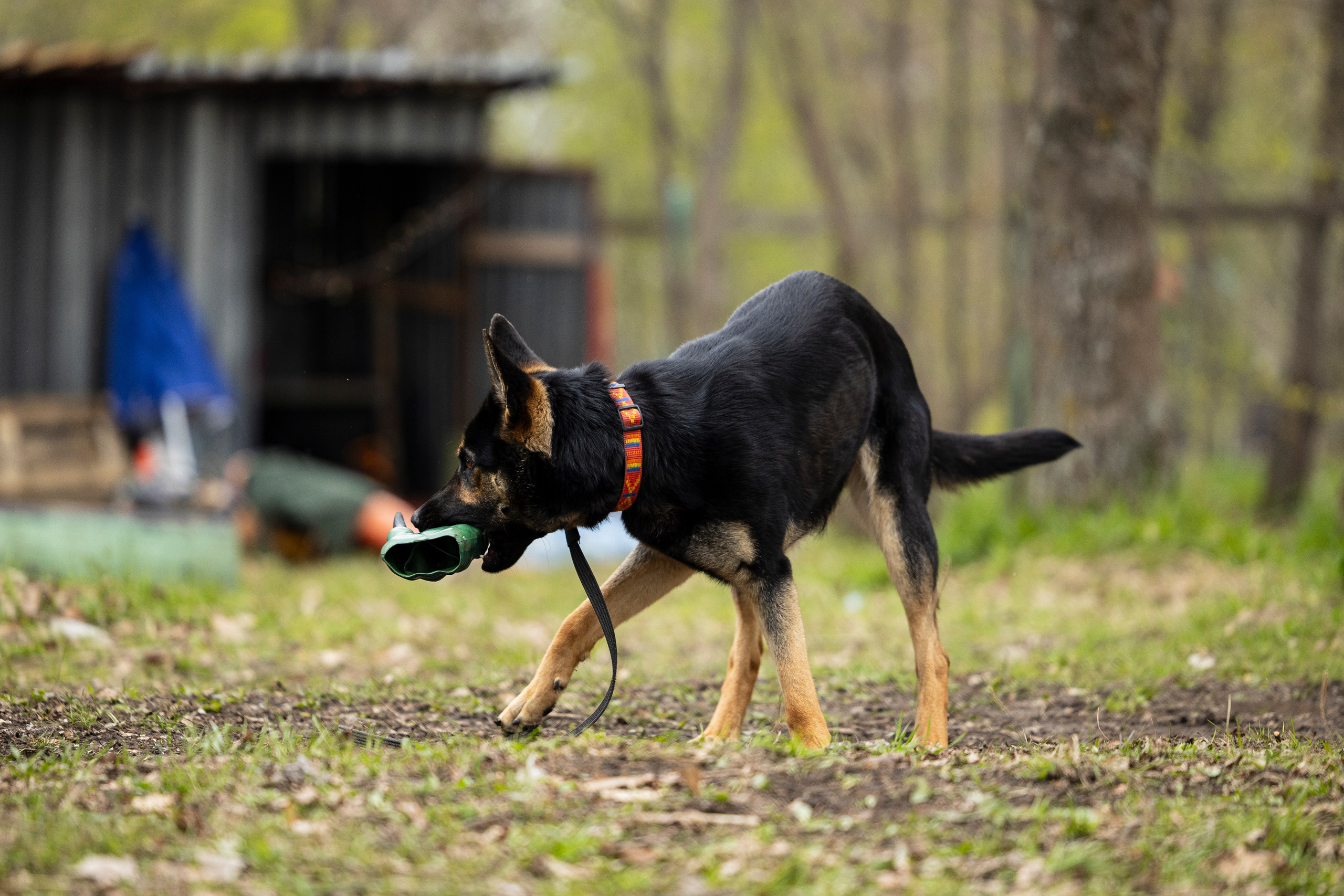 Квалификационные состязания по мондьорингу г. Вологда 11.05.24. Фотограф-анималист Анна Маринич