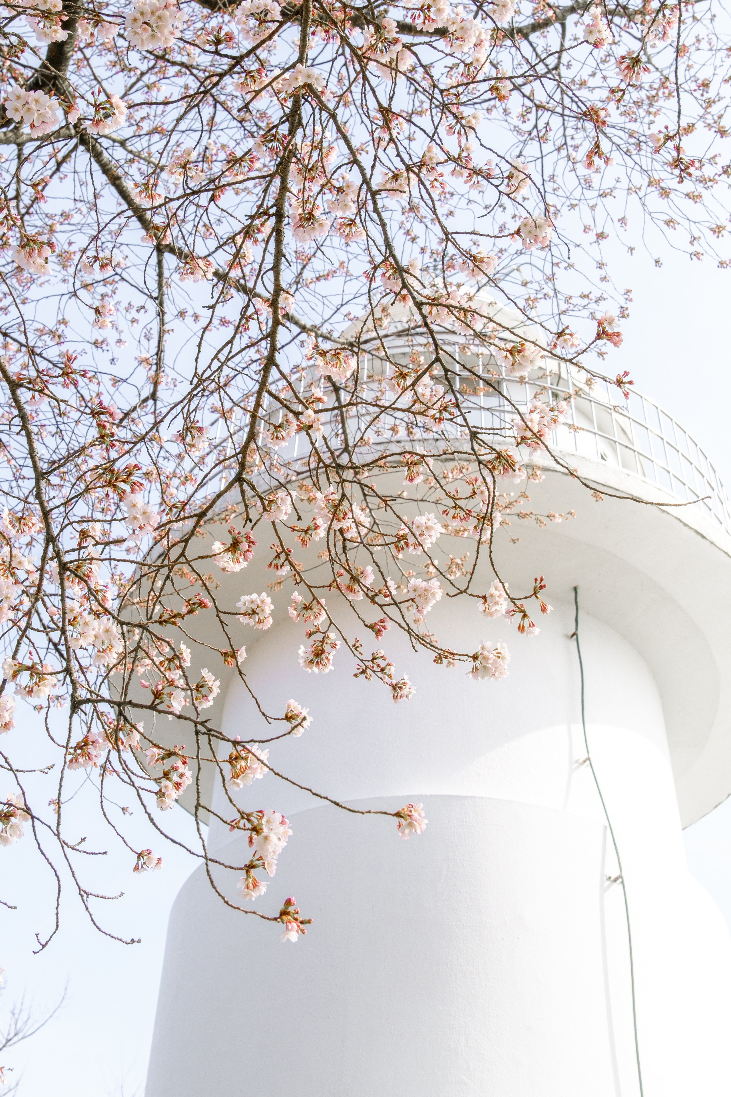 Невероятная Япония: Сезон Цветение Сакуры. Свадебный и Студийный фотограф из Казахстана Артем Орлянский